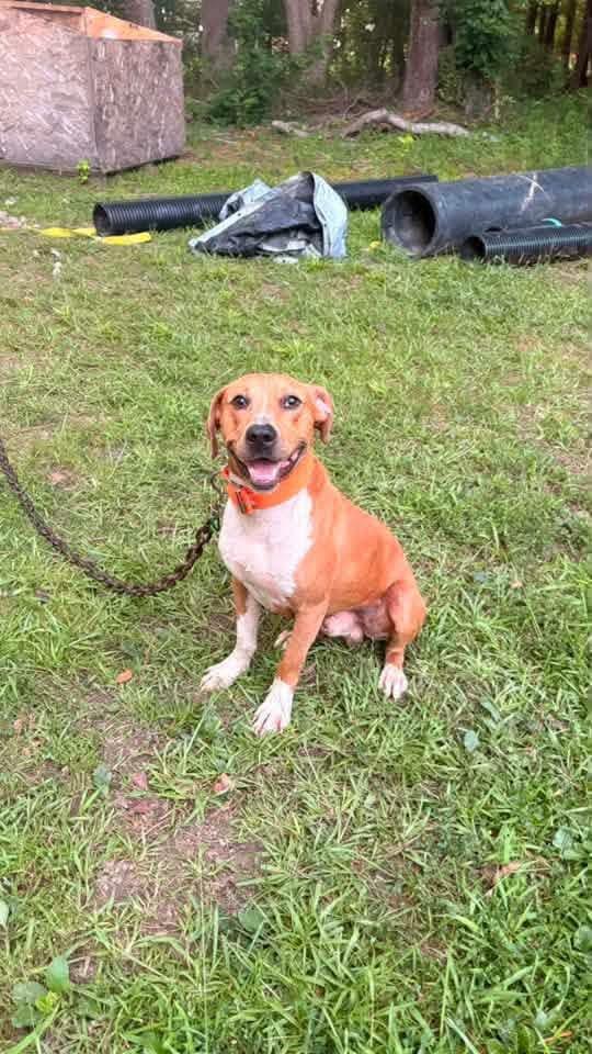 Enlarge Auggie, a Adopted mixed breed in Franklin, VA image 3/3