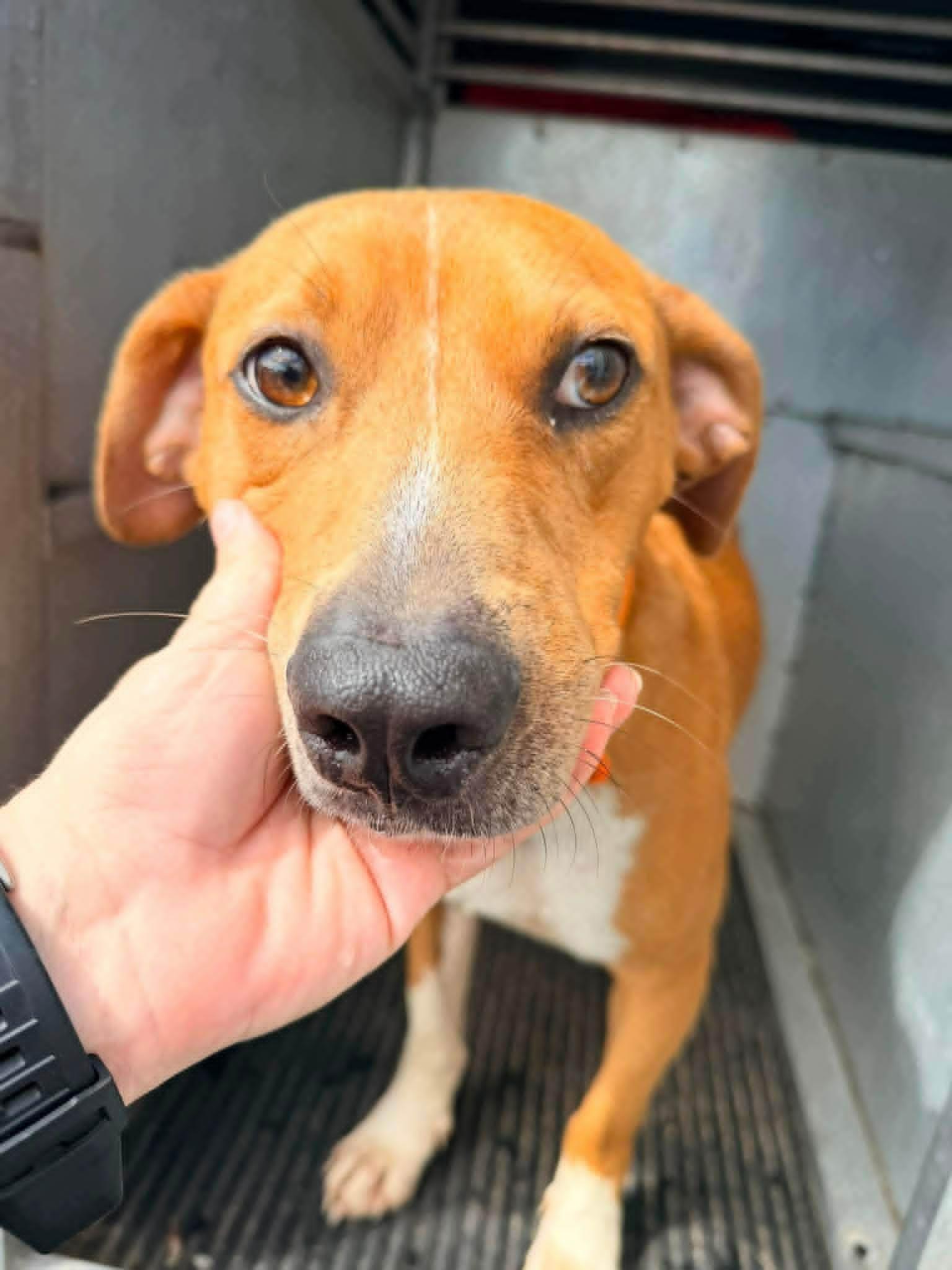 Auggie, Adopted, Young Male Hound & Labrador Retriever.