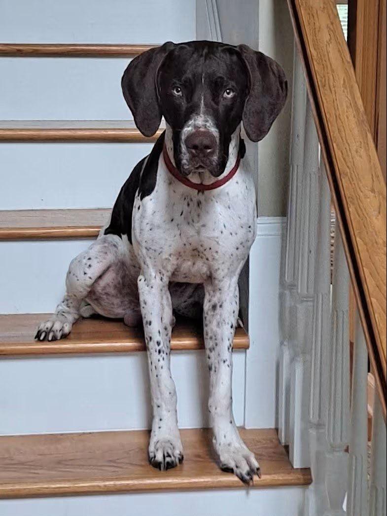 Ruger, Adoptable, Adult Male German Shorthaired Pointer.