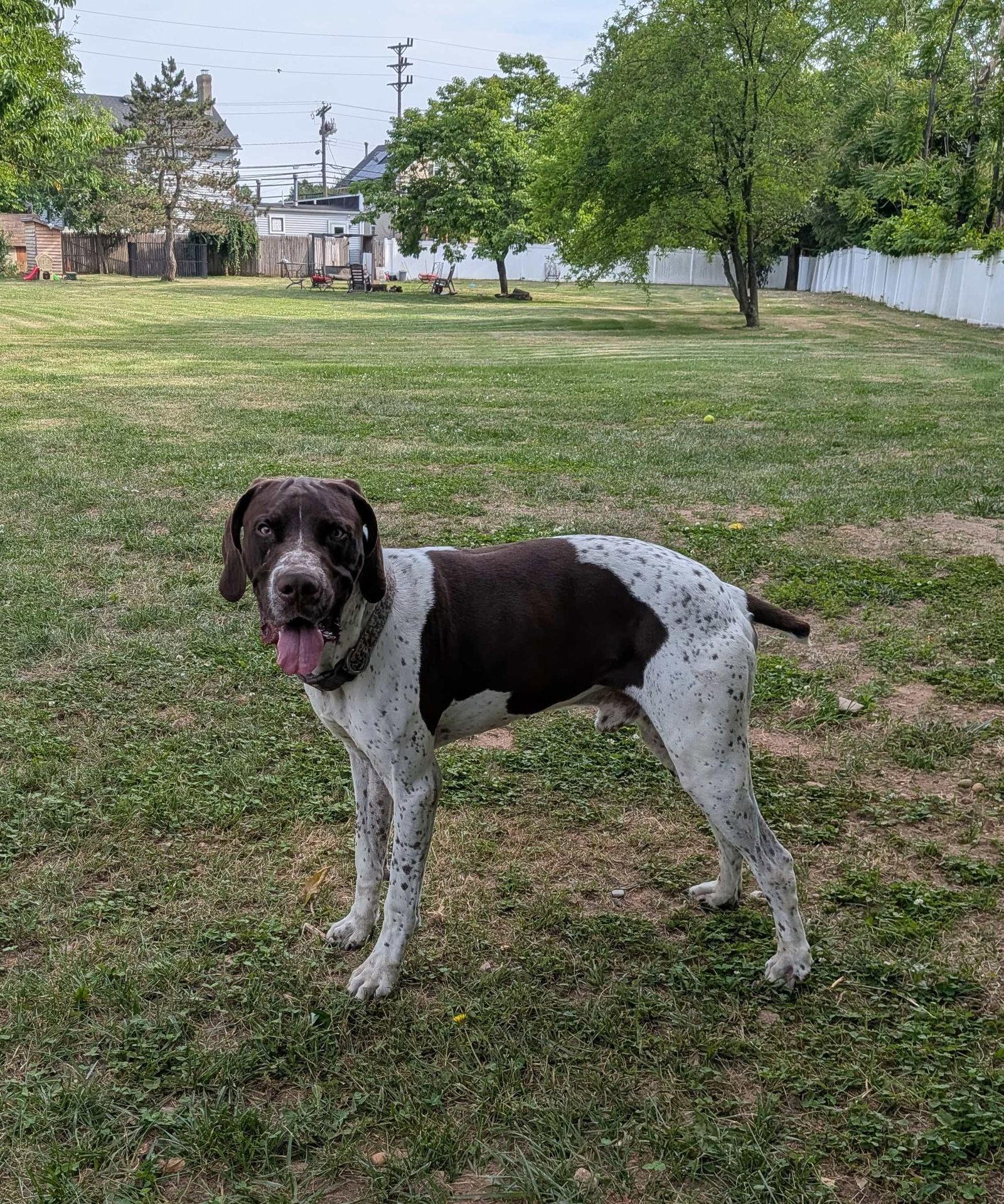 Enlarge Ruger, a Adoptable German Shorthaired Pointer in Cliffwood, NJ image 2/2