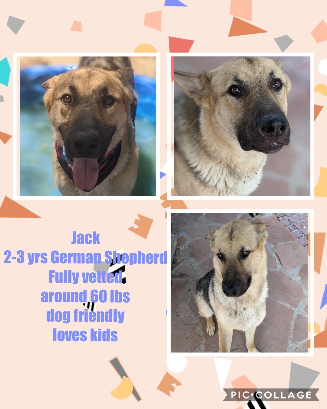 jack, Adoptable, Adult Male German Shepherd Dog.