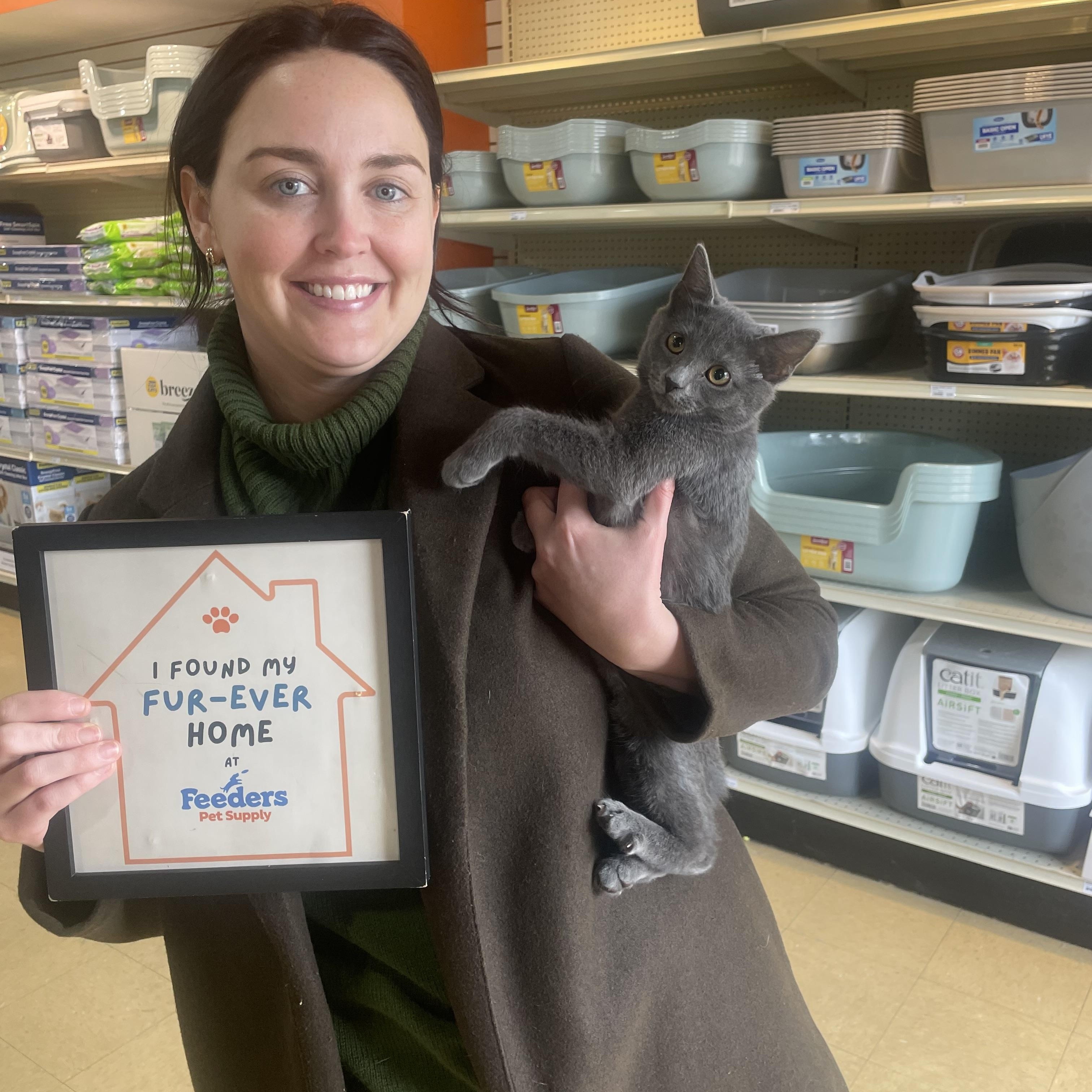 Enlarge Cricket, an adopted Domestic Short Hair in Louisville, KY image 2/2