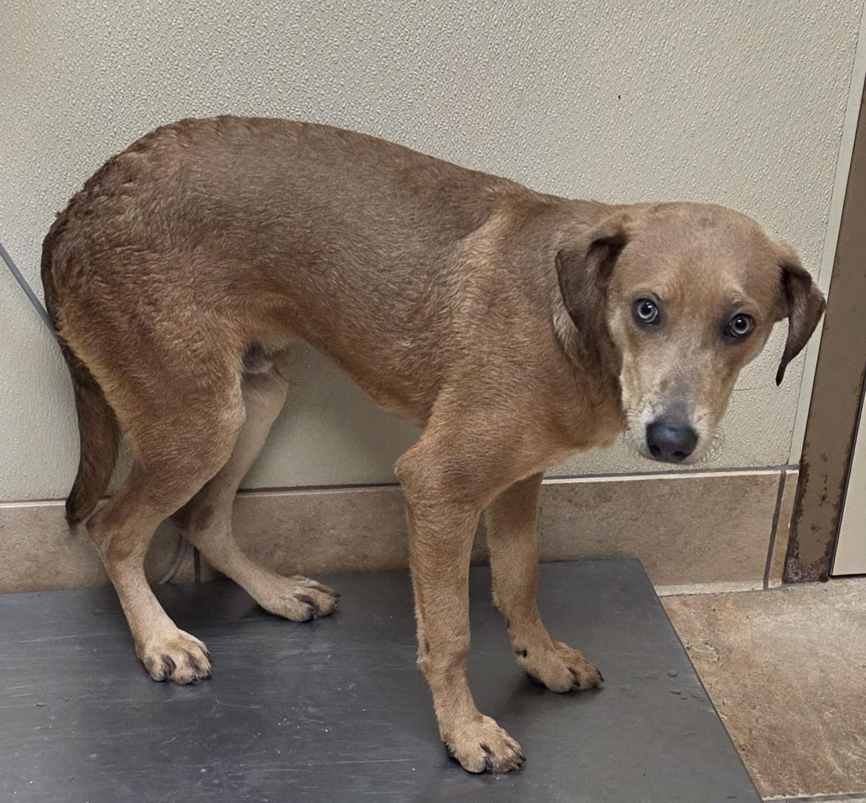 Enlarge Wilson, a Adoptable mixed breed in Brainerd, MN image 1/1