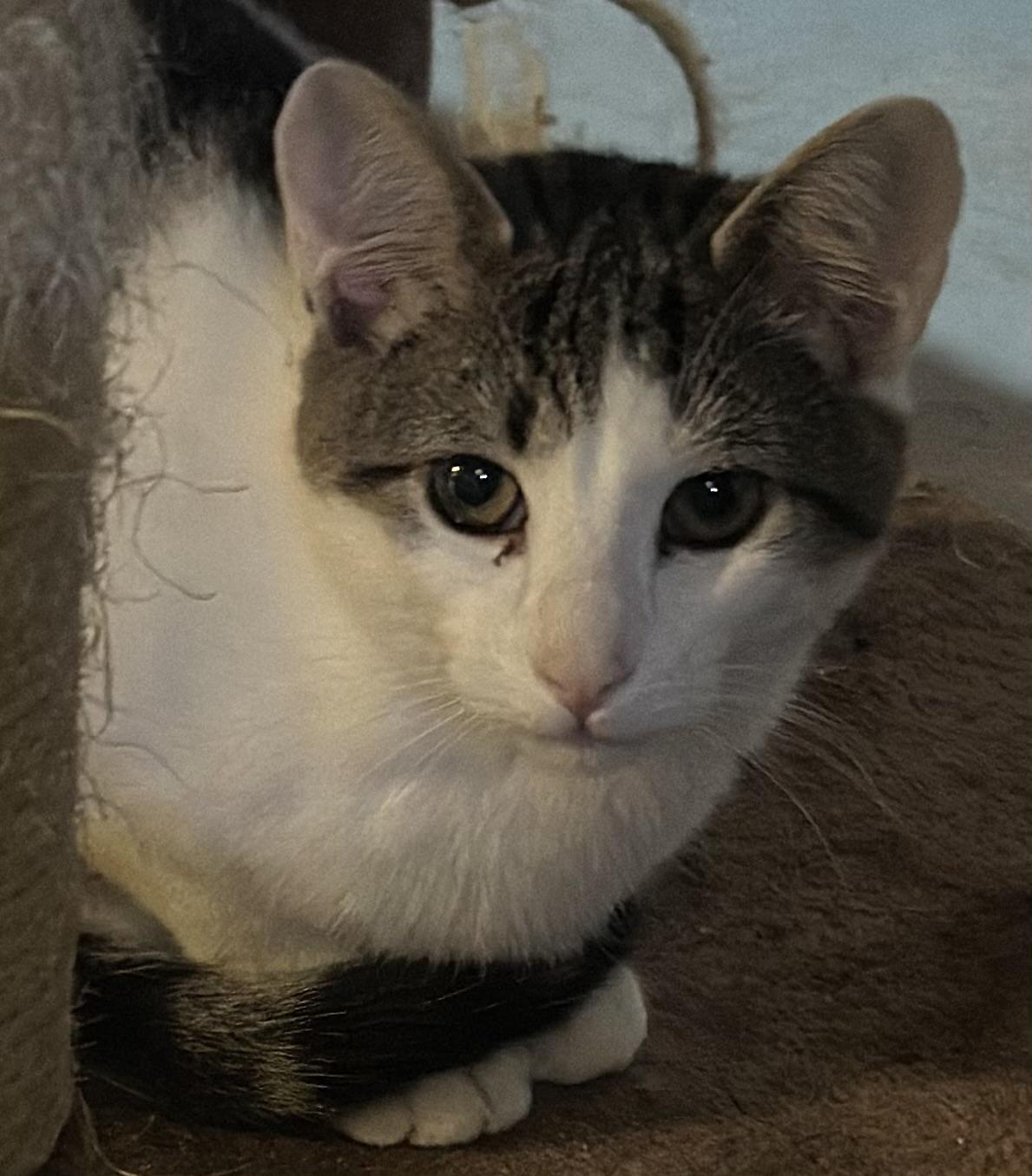 Moe and Chauncey, ADOPTABLE, Kitten Male Domestic Short Hair.