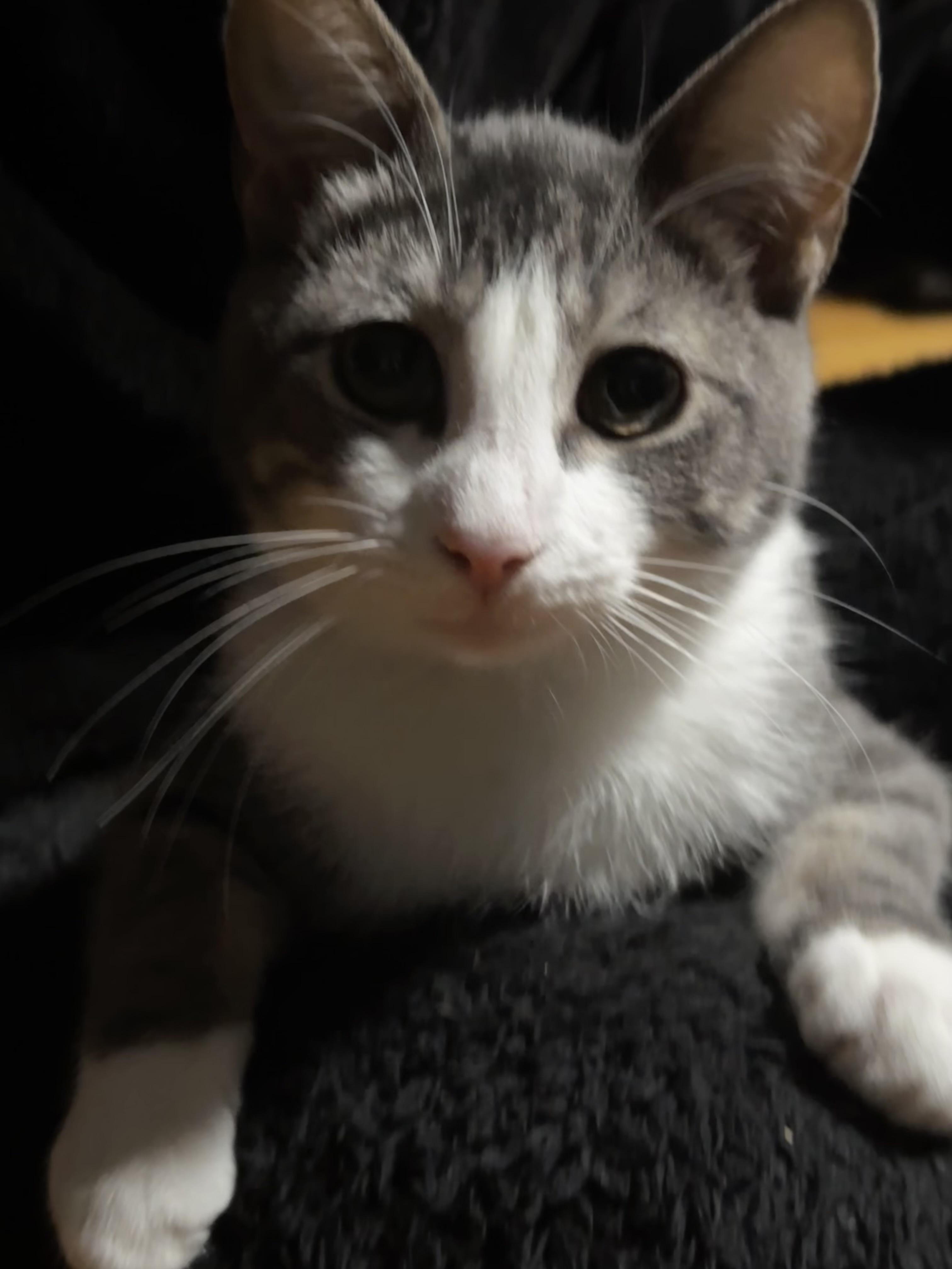 Enlarge Moe and Chauncey, a ADOPTABLE Domestic Short Hair in Latham, NY image 2/5