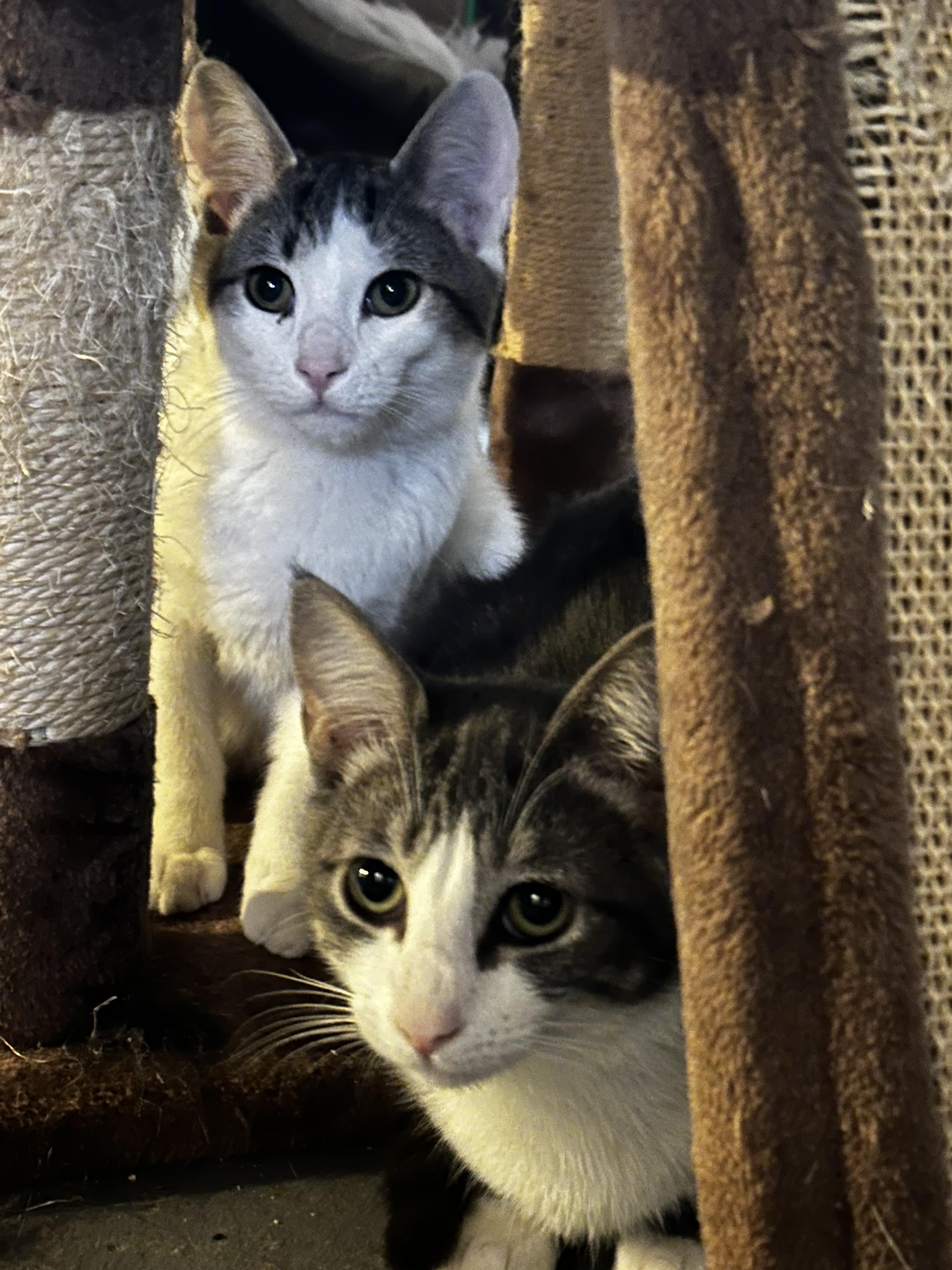 Enlarge Moe and Chauncey, a ADOPTABLE Domestic Short Hair in Latham, NY image 3/5