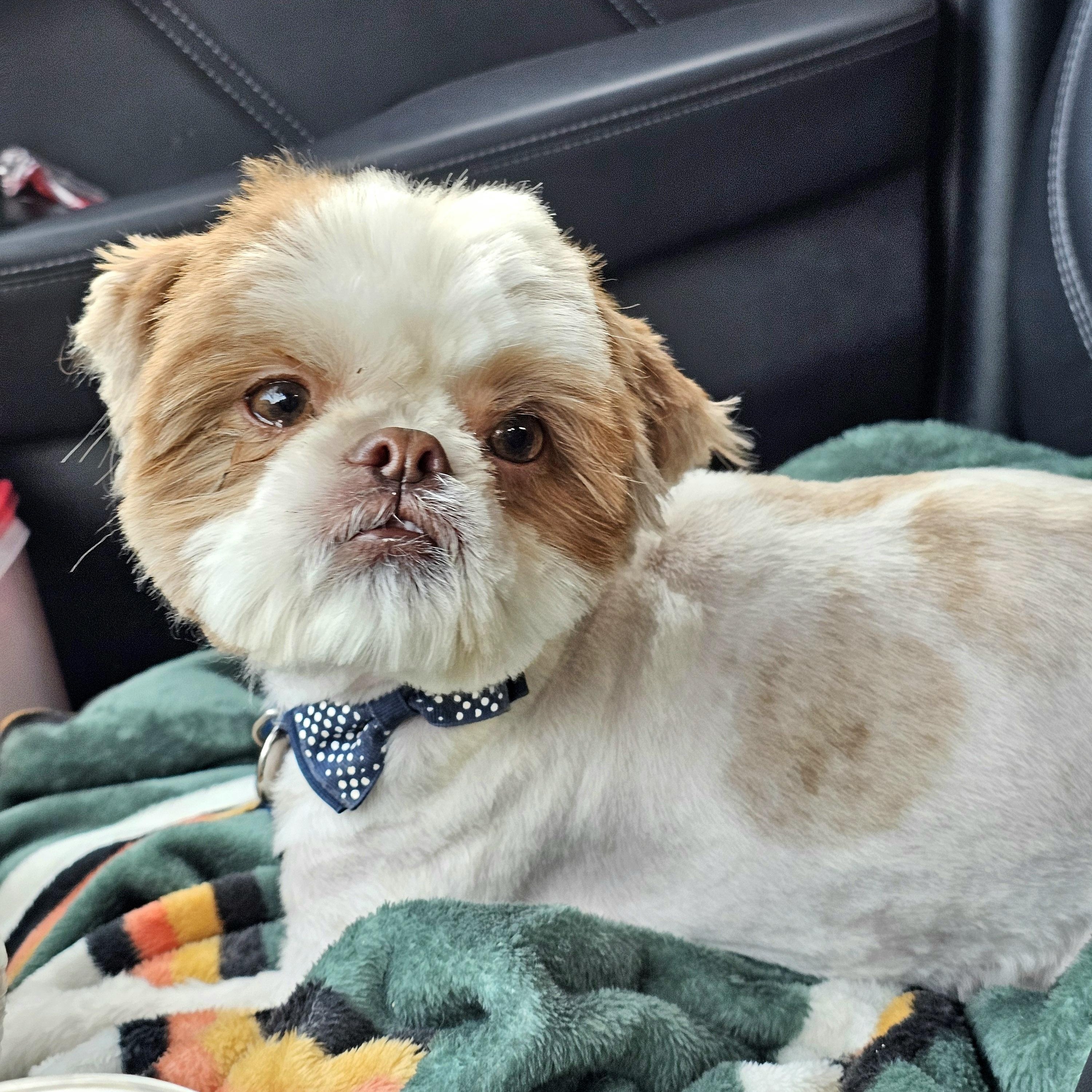 Enlarge Benji, a ADOPTABLE mixed breed in Salinas, CA image 2/3
