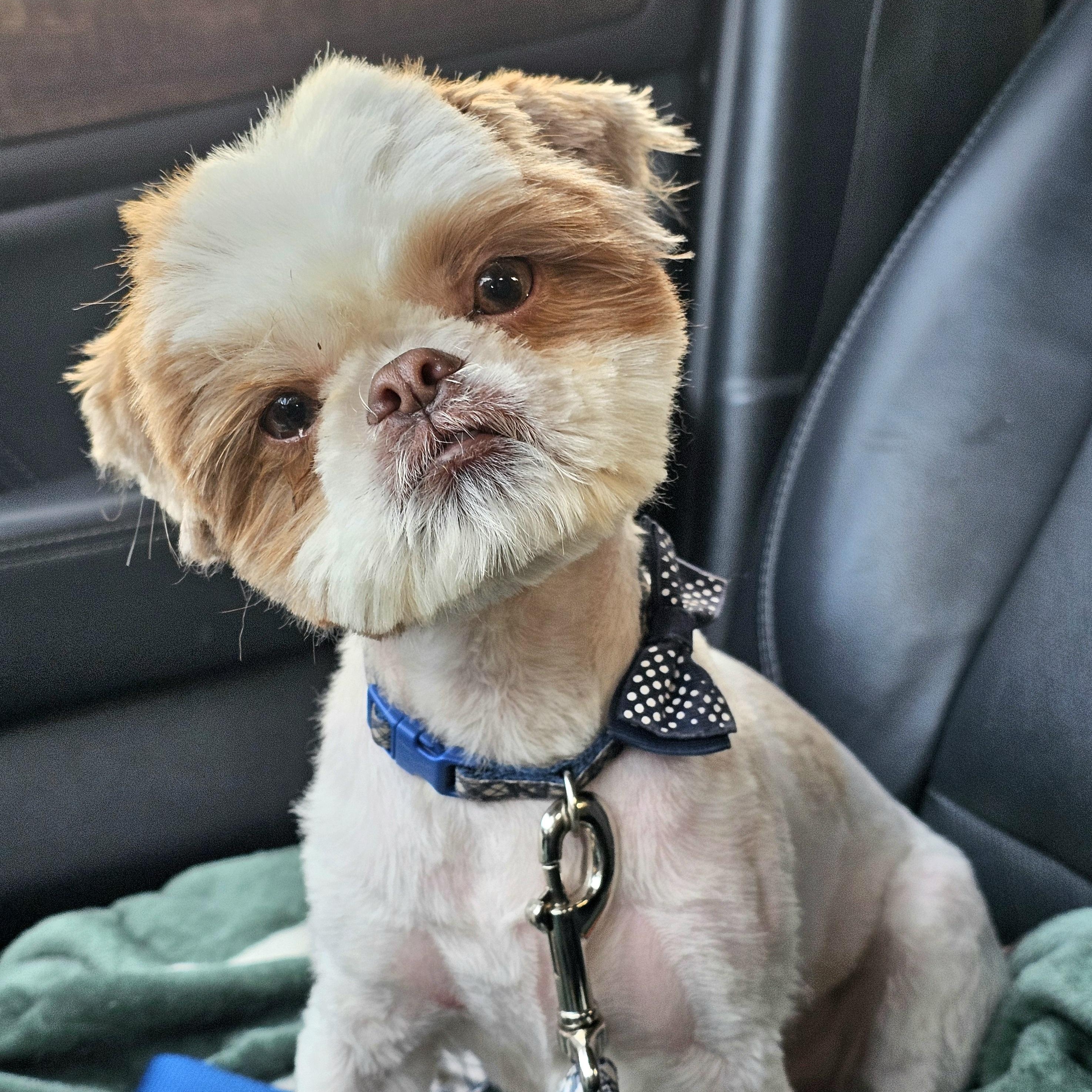 Enlarge Benji, a ADOPTABLE mixed breed in Salinas, CA image 3/3
