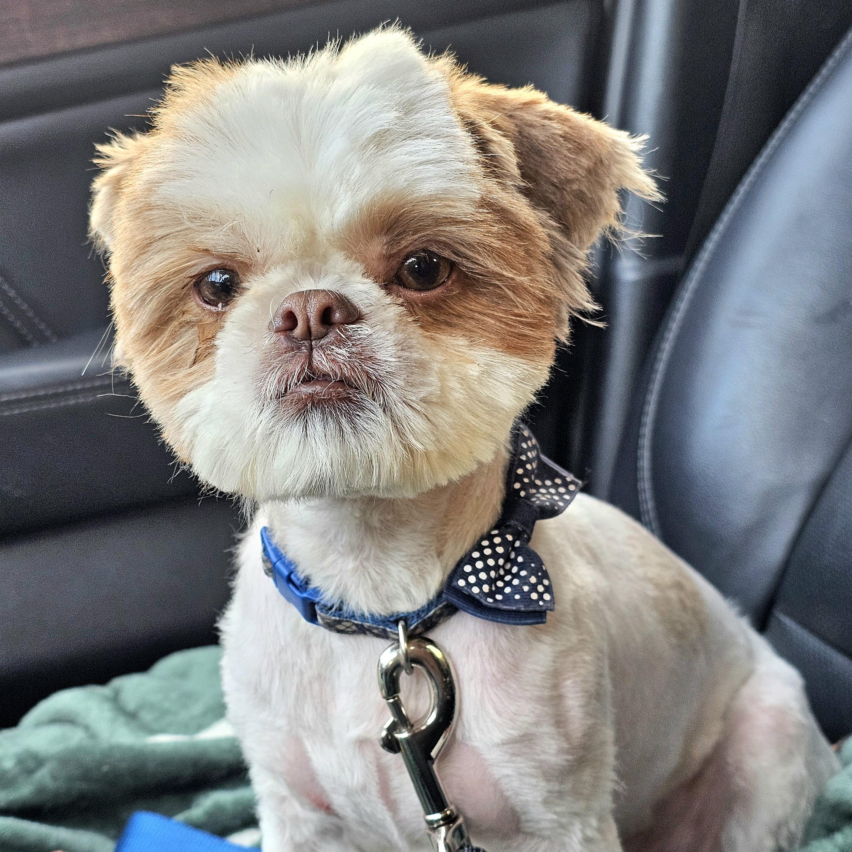Enlarge Benji, a ADOPTABLE mixed breed in Salinas, CA image 1/3