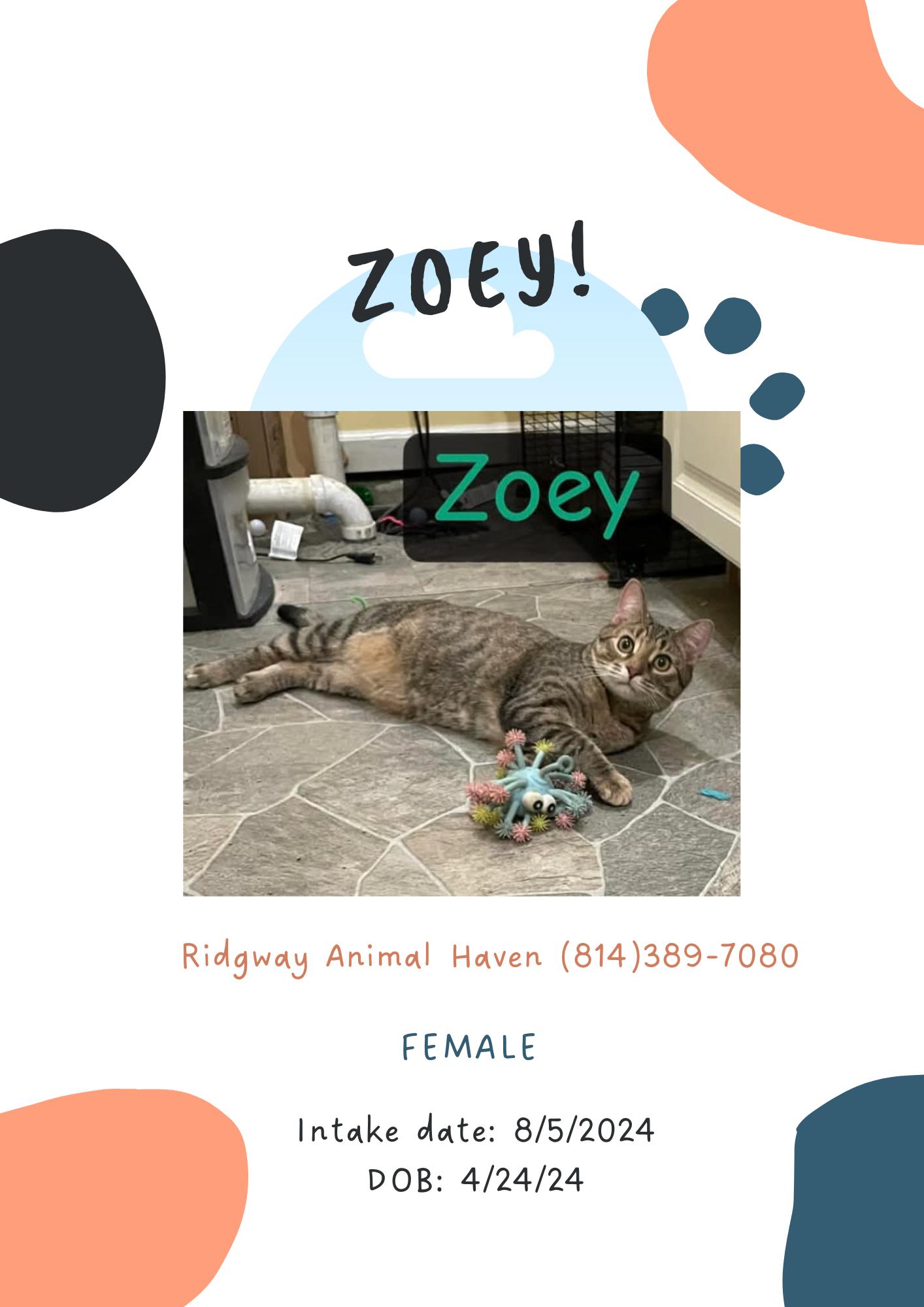 Enlarge Zoey, a Adoptable American Shorthair in Ridgway, PA image 1/1