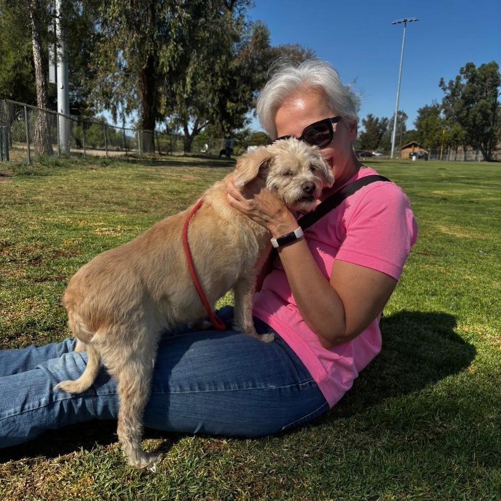 Penelope, Adoptable, Senior Female Terrier.