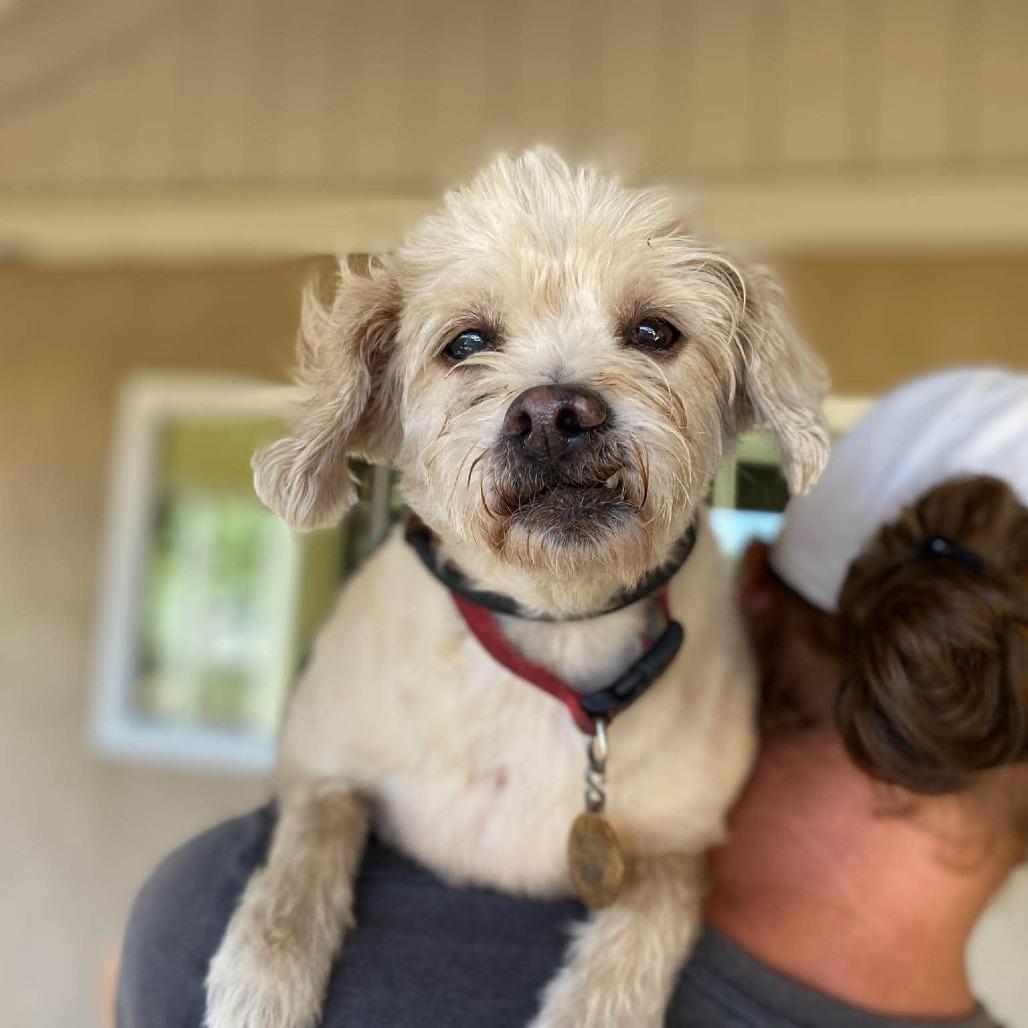 Enlarge Penelope, a Adoptable Terrier in Ramona, CA image 2/6