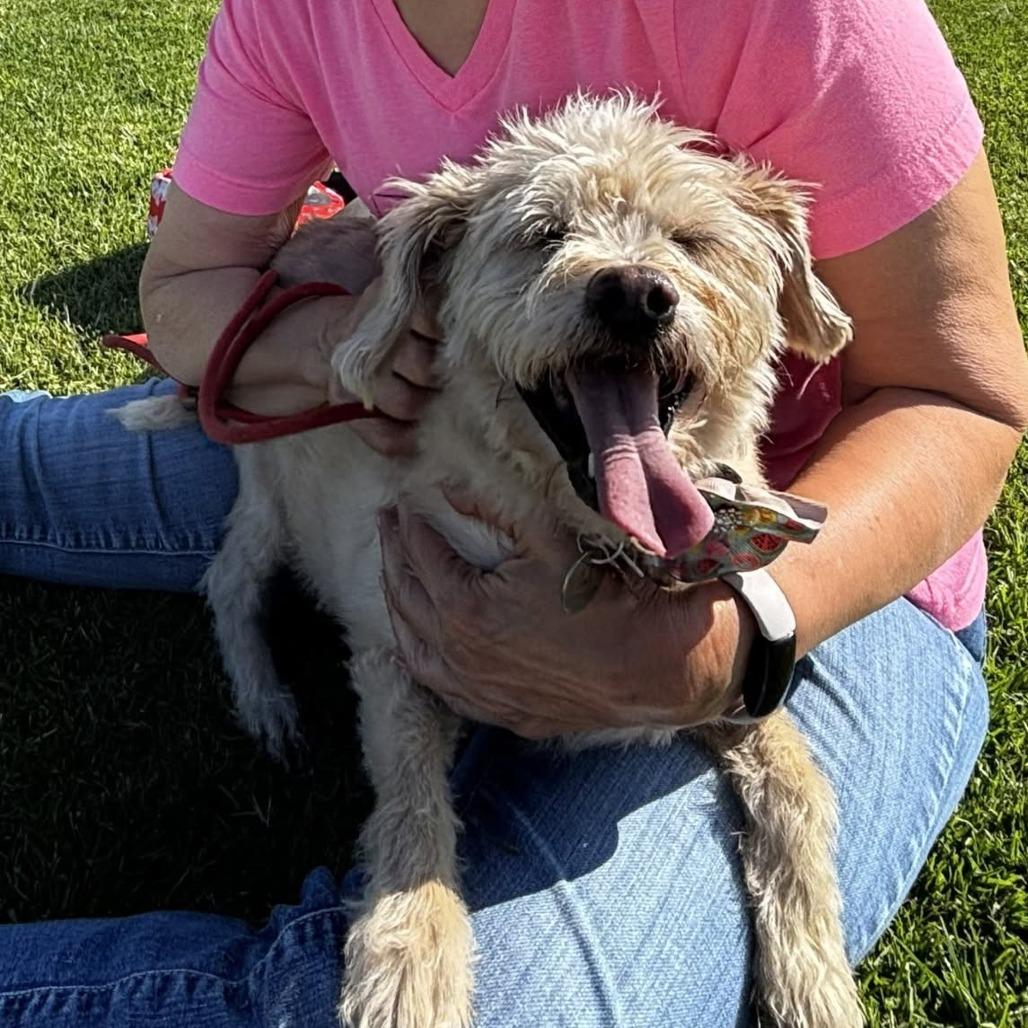 Enlarge Penelope, a Adoptable Terrier in Ramona, CA image 3/6
