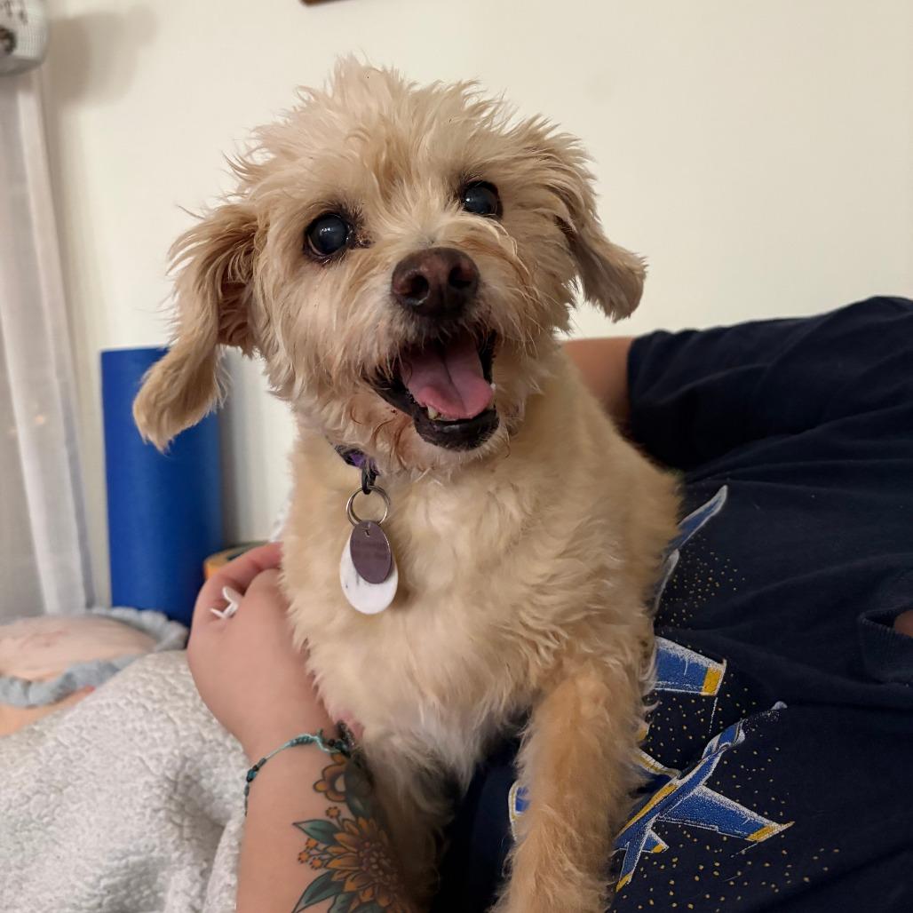 Enlarge Penelope, a Adoptable Terrier in Ramona, CA image 4/6