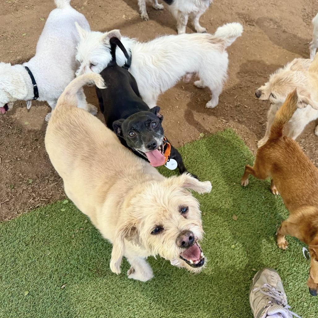 Enlarge Penelope, a Adoptable Terrier in Ramona, CA image 5/6