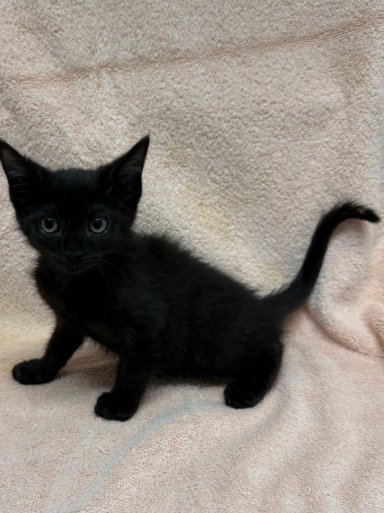 Enlarge Harper, a Adoptable mixed breed in Vacaville, CA image 1/1