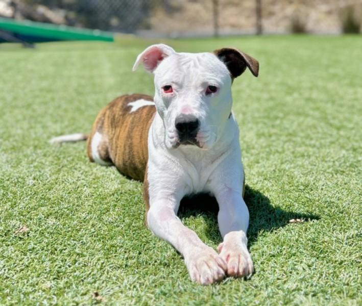 Enlarge ZIYA, a Adoptable mixed breed in Santa Cruz, CA image 1/1