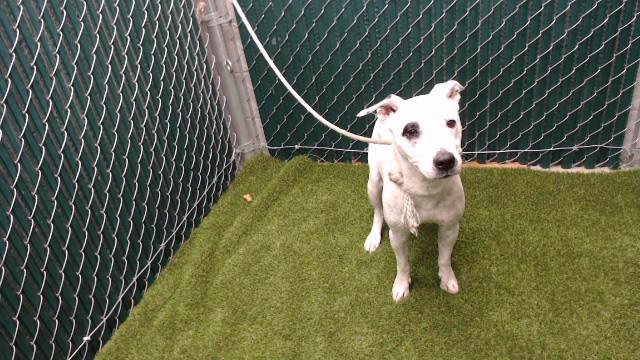 STELLA, Adoptable, Adult Female Pit Bull Terrier & Mixed Breed.