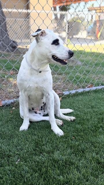 Enlarge STELLA, a Adoptable mixed breed in Downey, CA image 1/1