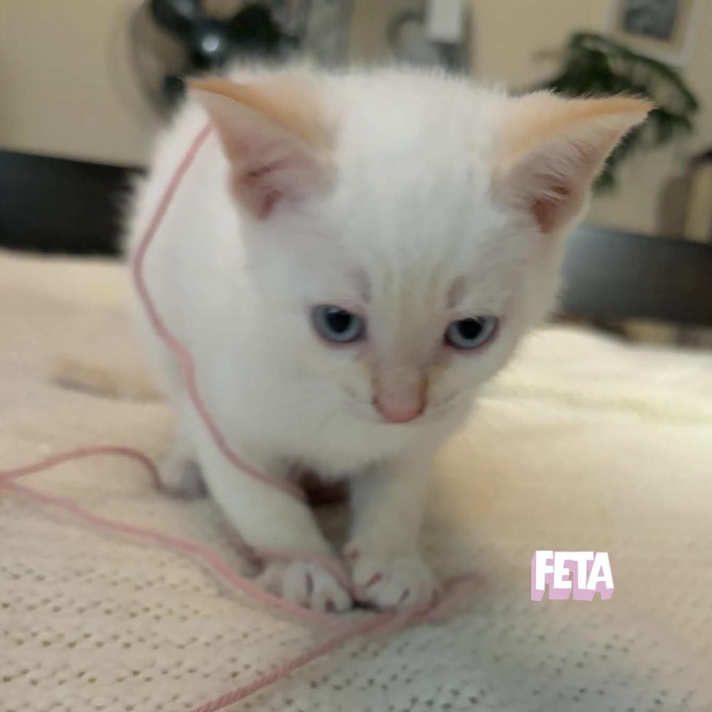 Feta - Adoptable Pet | Petfinder