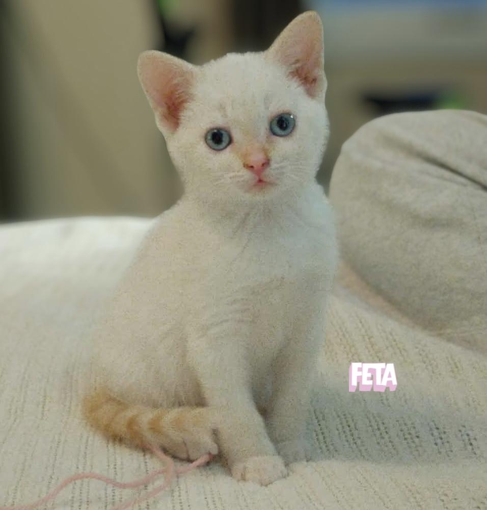 Feta - Adoptable Pet | Petfinder
