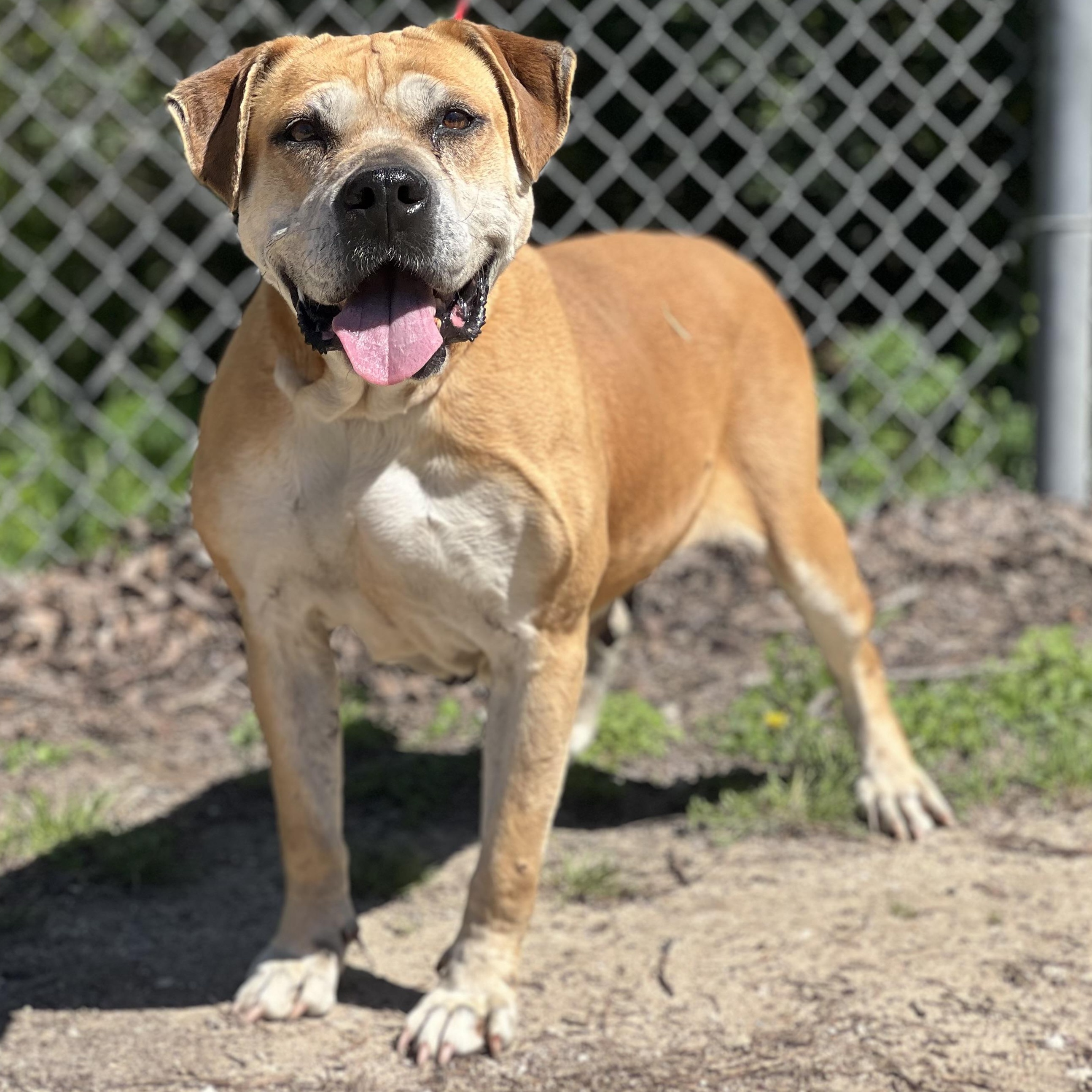 Karma, ADOPTABLE, Adult Female Mastiff & American Bully.