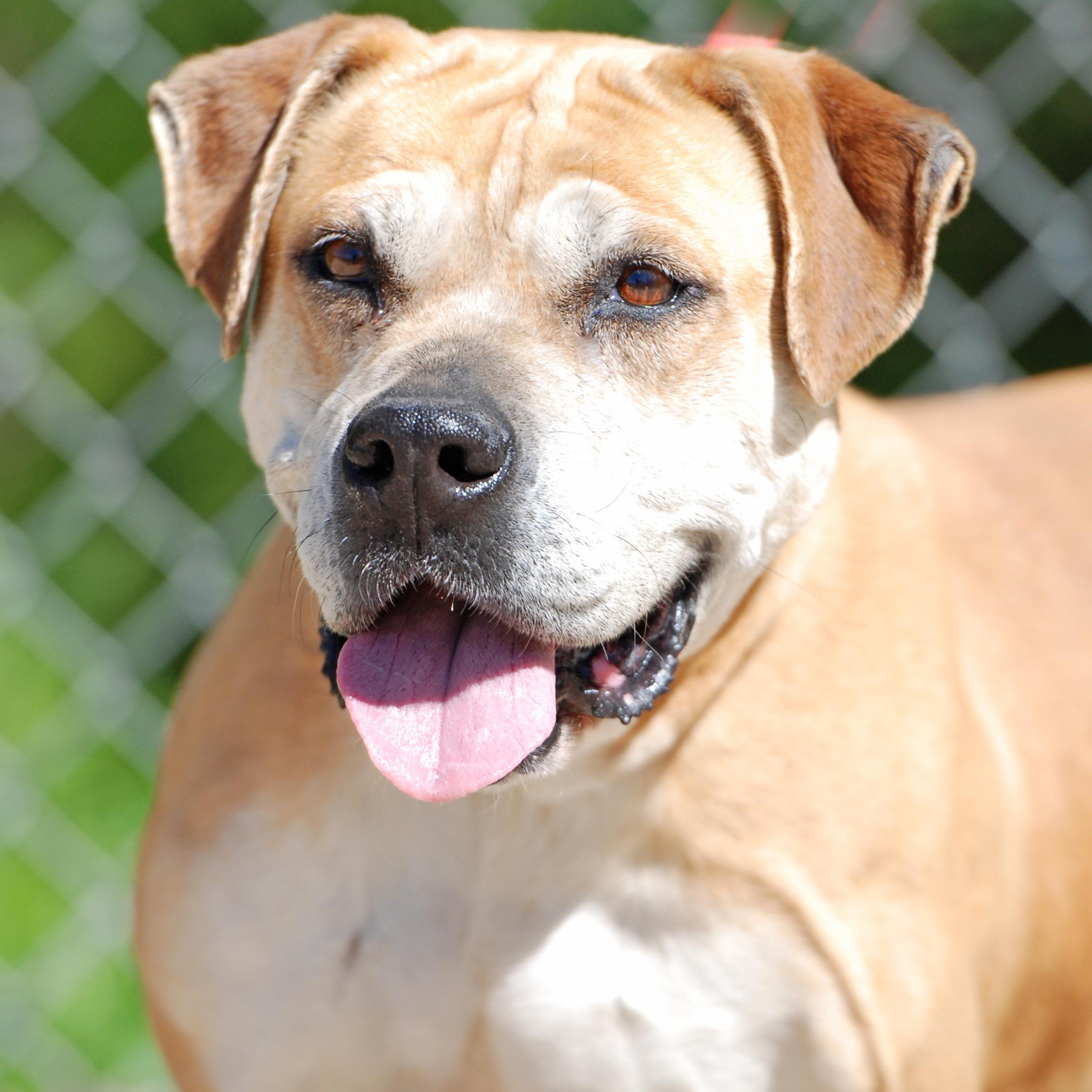 Enlarge Karma, a ADOPTABLE mixed breed in Madisonville, TX image 2/4