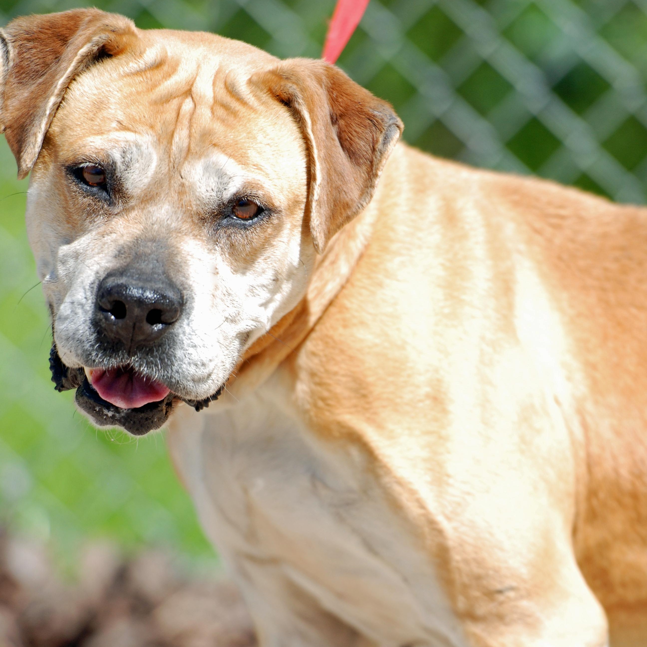 Enlarge Karma, a ADOPTABLE mixed breed in Madisonville, TX image 4/4