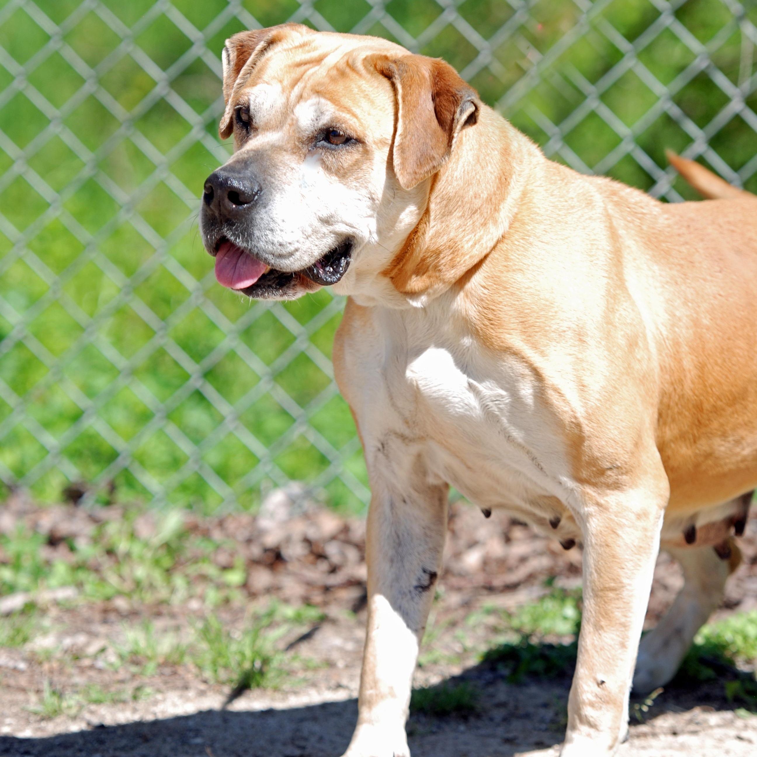 Enlarge Karma, a ADOPTABLE mixed breed in Madisonville, TX image 3/4