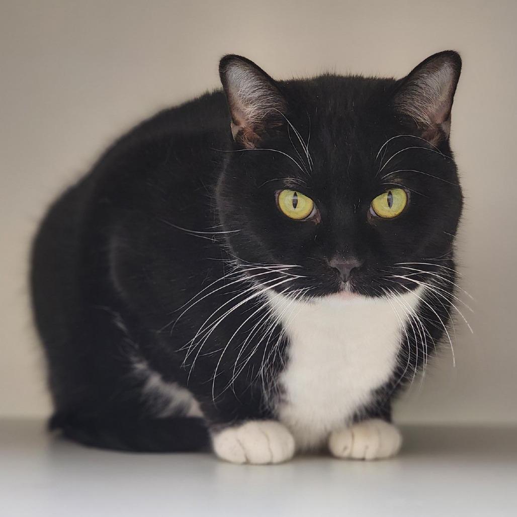 Enlarge Zeus, a Adoptable Domestic Short Hair in Champaign, IL image 1/2