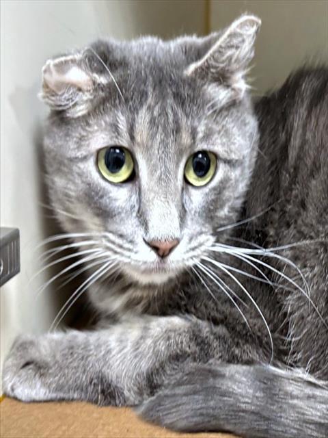 PEBBLES, Adoptable, Adult Female Domestic Short Hair.