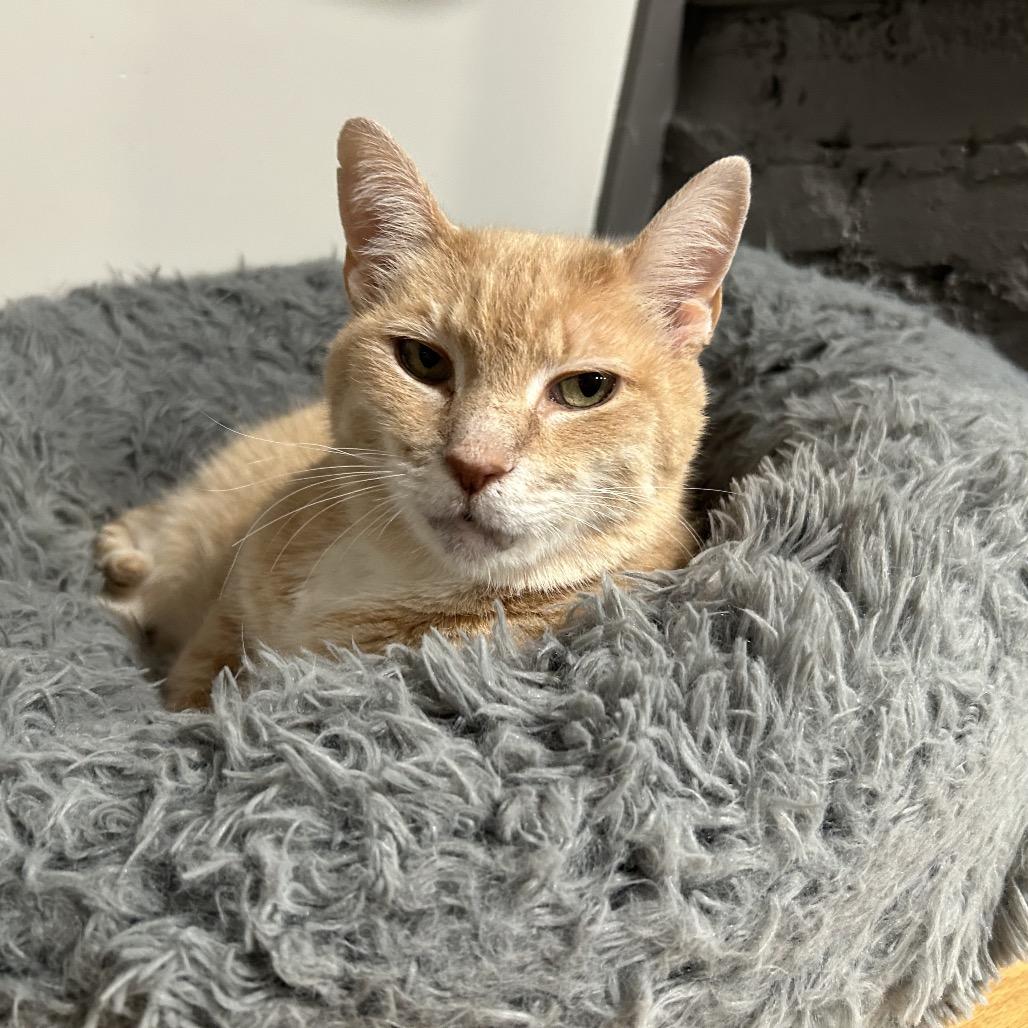 Enlarge Clementine, a Adoptable Domestic Short Hair in Oyster Bay, NY image 1/4