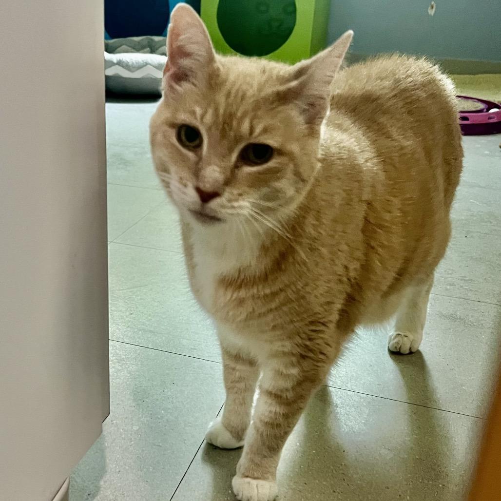 Enlarge Clementine, a Adoptable Domestic Short Hair in Oyster Bay, NY image 2/4