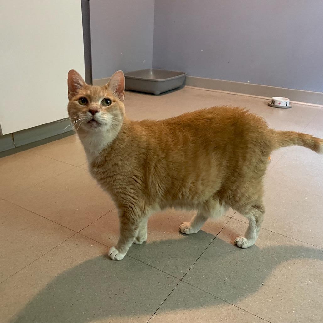 Enlarge Clementine, a Adoptable Domestic Short Hair in Oyster Bay, NY image 3/4