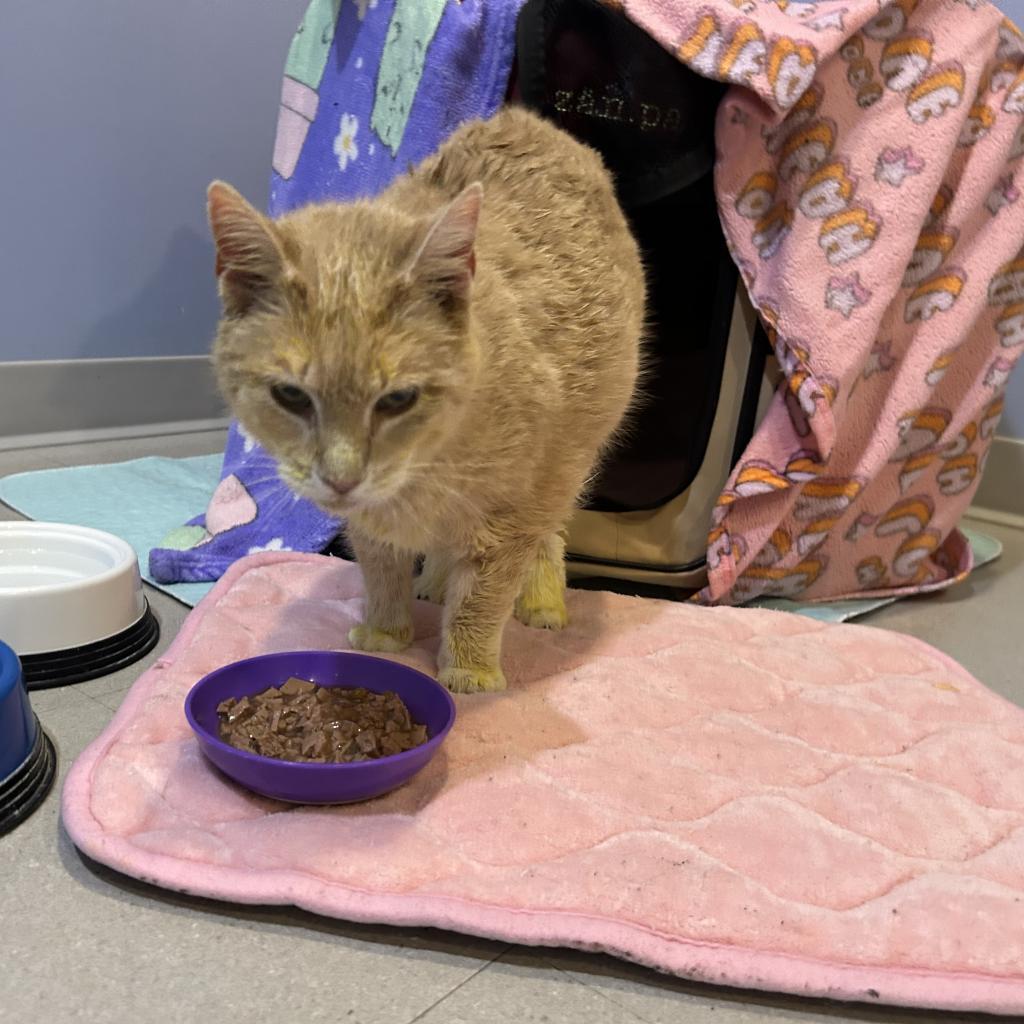 Enlarge Clementine, a Adoptable Domestic Short Hair in Oyster Bay, NY image 4/4