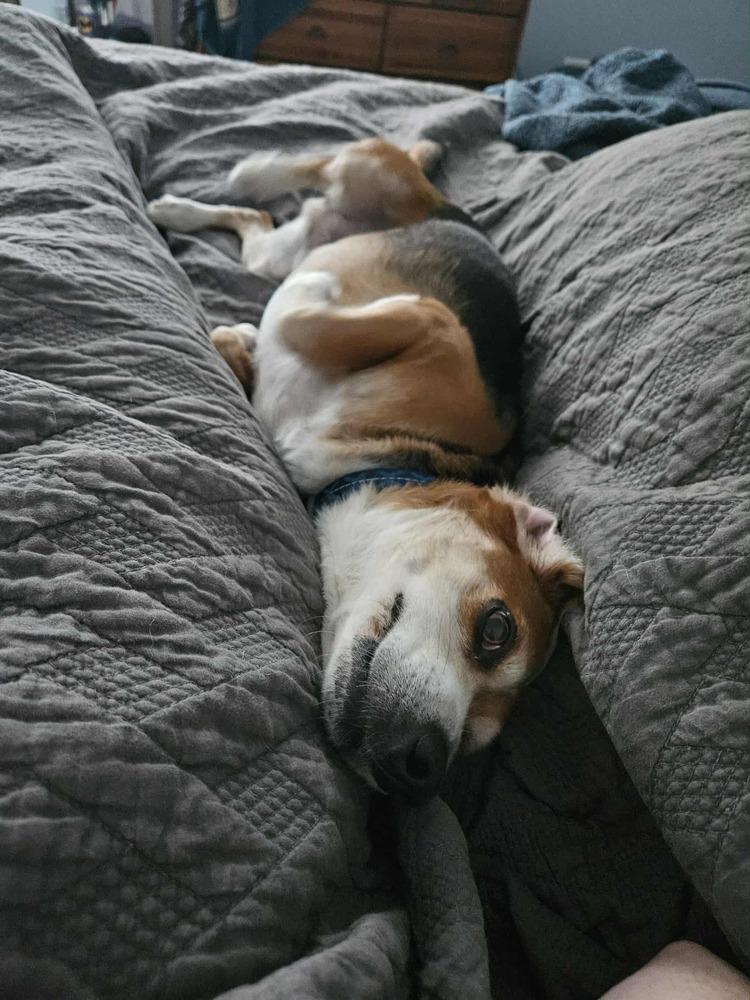 Enlarge Sprout, a Adoptable Beagle in Denton, MD image 1/4
