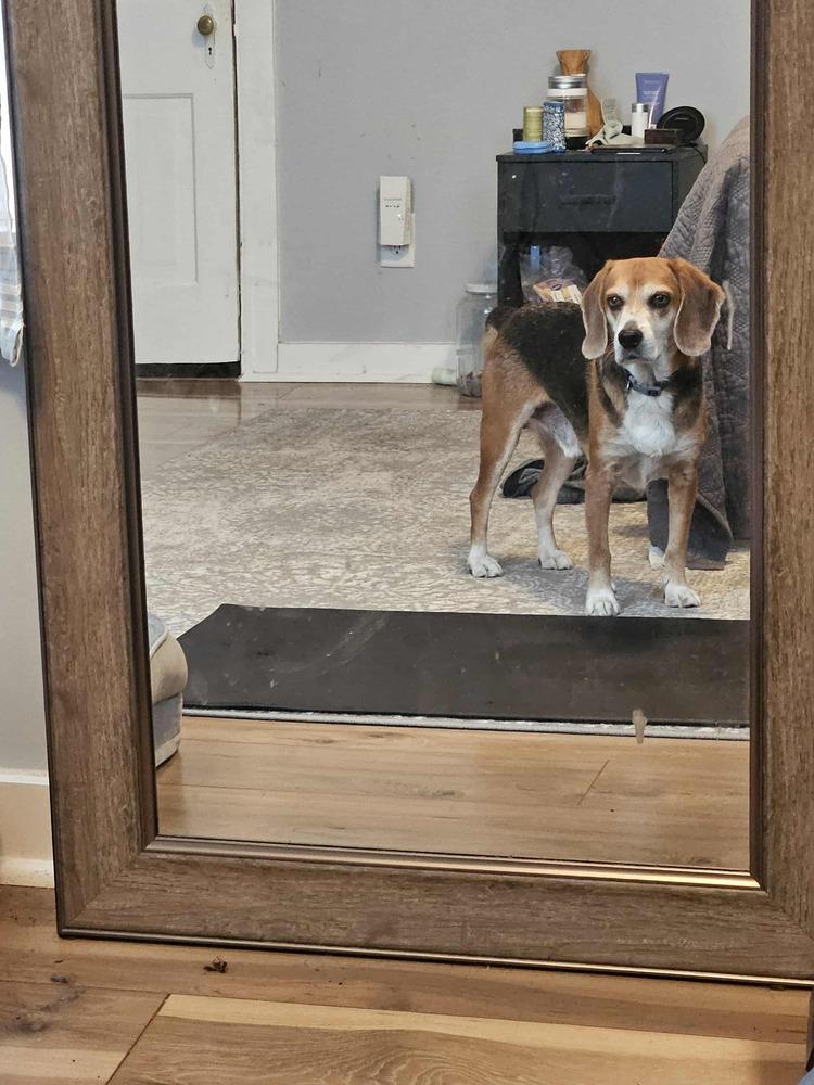 Enlarge Sprout, a Adoptable Beagle in Denton, MD image 2/4