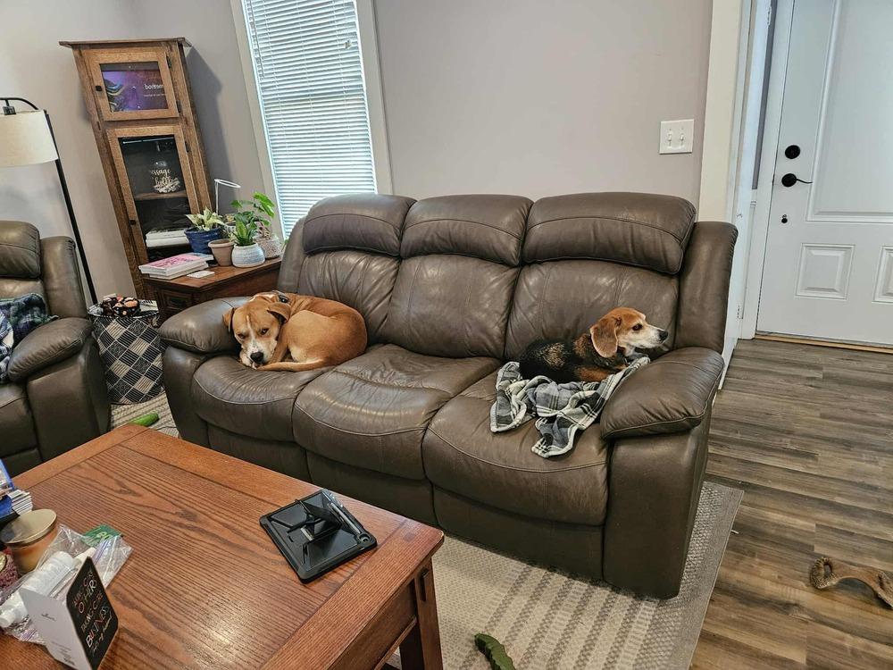 Enlarge Sprout, a Adoptable Beagle in Denton, MD image 3/4