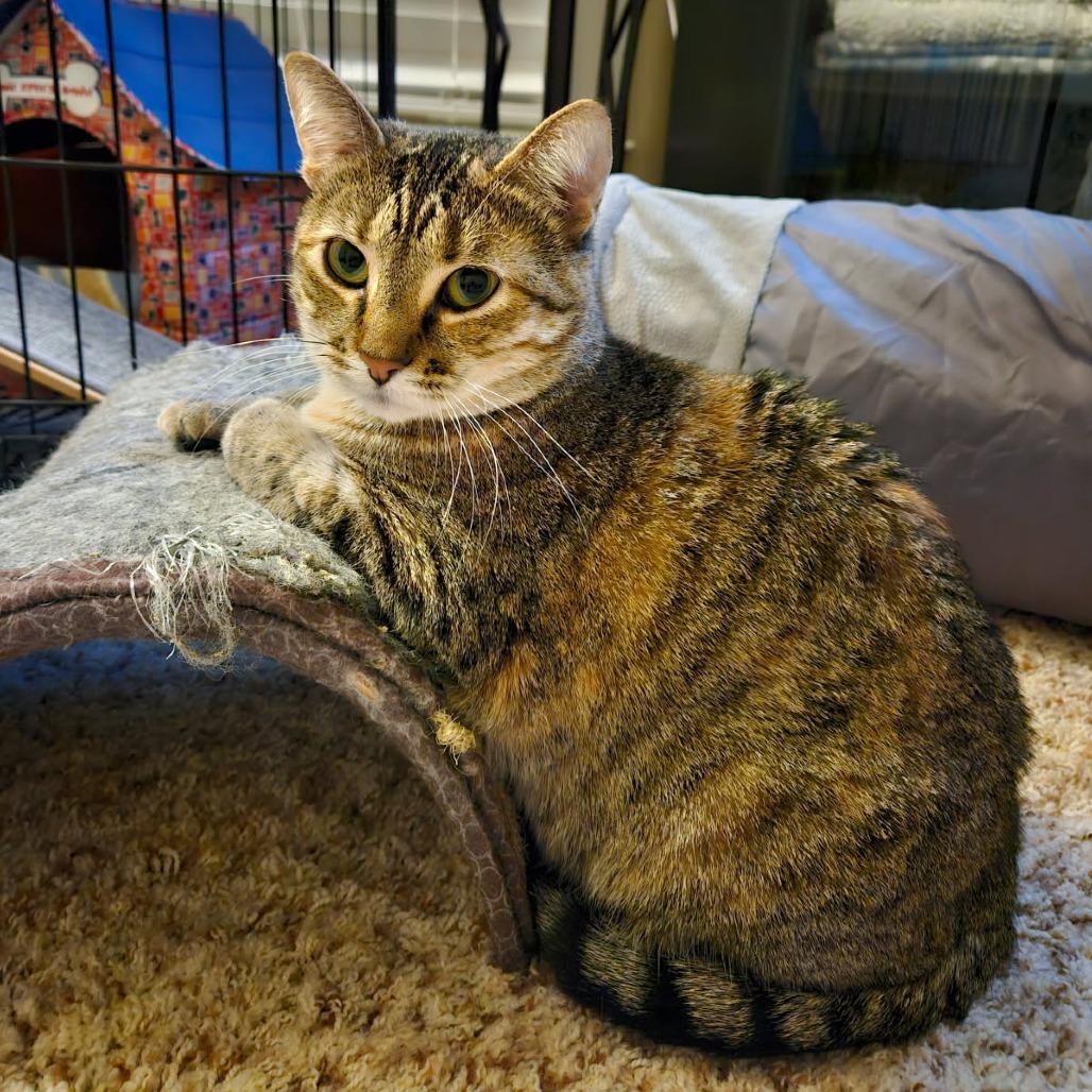 Flower, a Adoptable Domestic Short Hair in Freeport, FL image 1/3