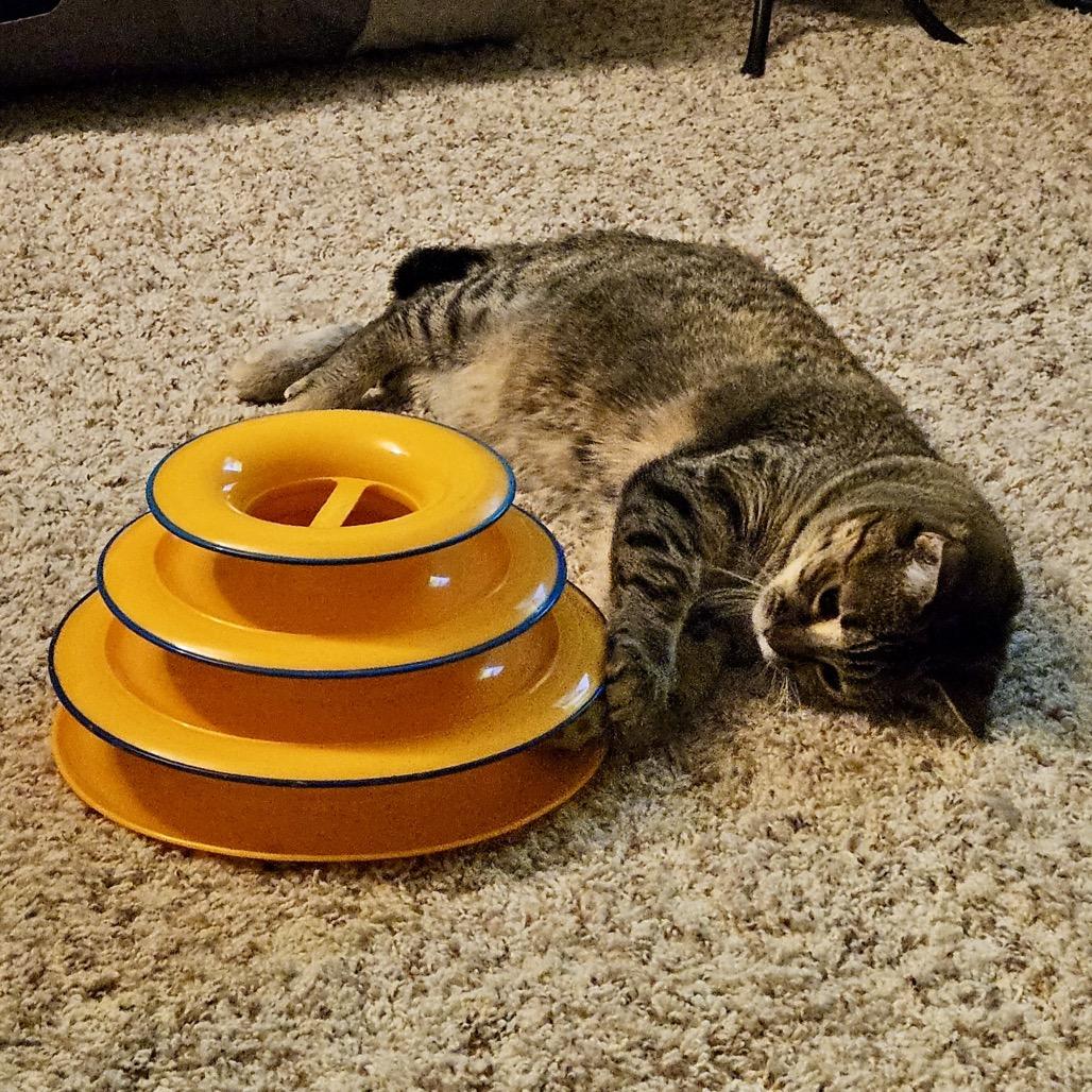 Enlarge Flower, a Adoptable Domestic Short Hair in Freeport, FL image 3/6