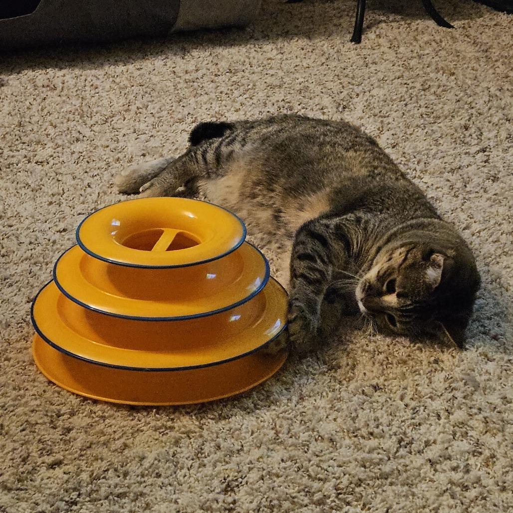 Enlarge Flower, a Adoptable Domestic Short Hair in Freeport, FL image 4/6