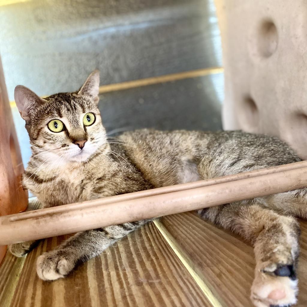 Flower, a Adoptable Domestic Short Hair in Freeport, FL image 2/3