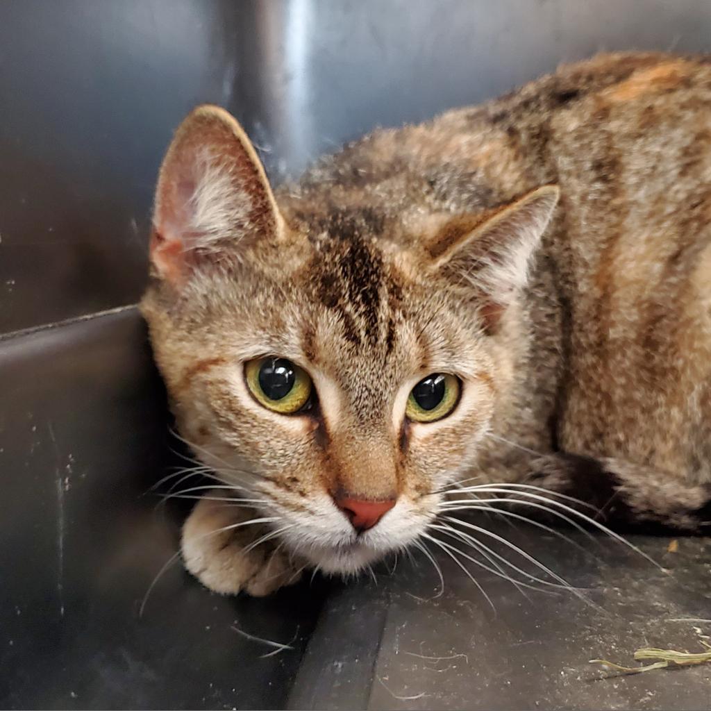 Flower, a Adoptable Domestic Short Hair in Freeport, FL image 3/3