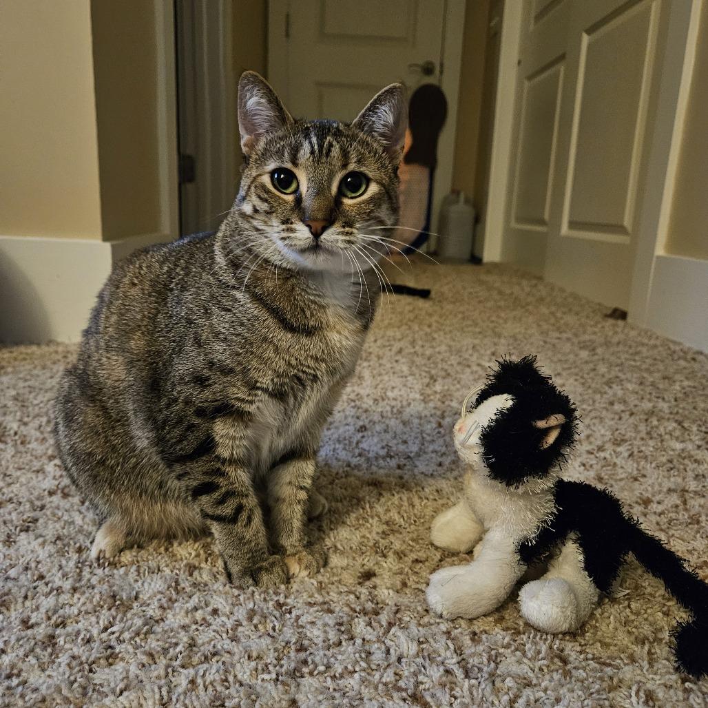 Enlarge Flower, a Adoptable Domestic Short Hair in Freeport, FL image 6/6