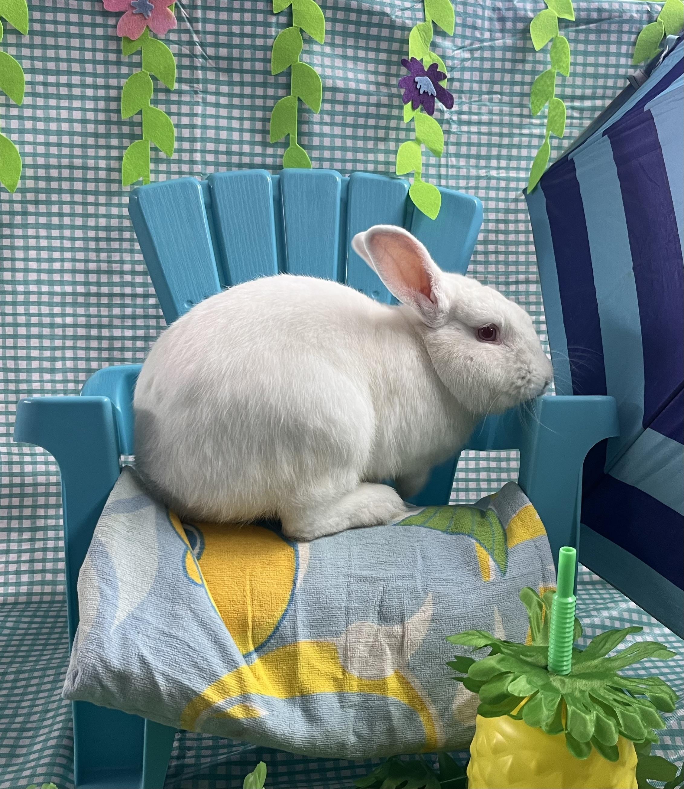 Prince William, an adoptable New Zealand in Jefferson, LA image 2/2