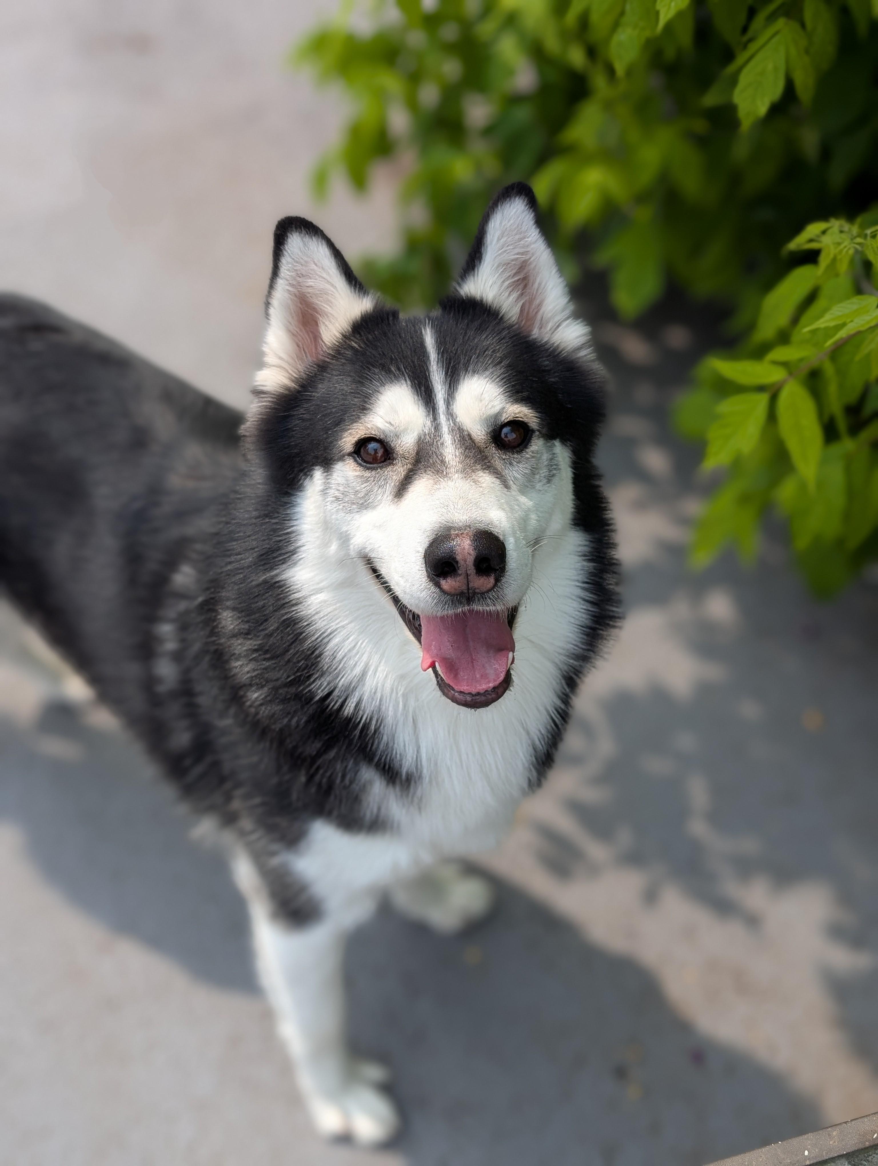 Rama, Adopted, Adult Male Siberian Husky.