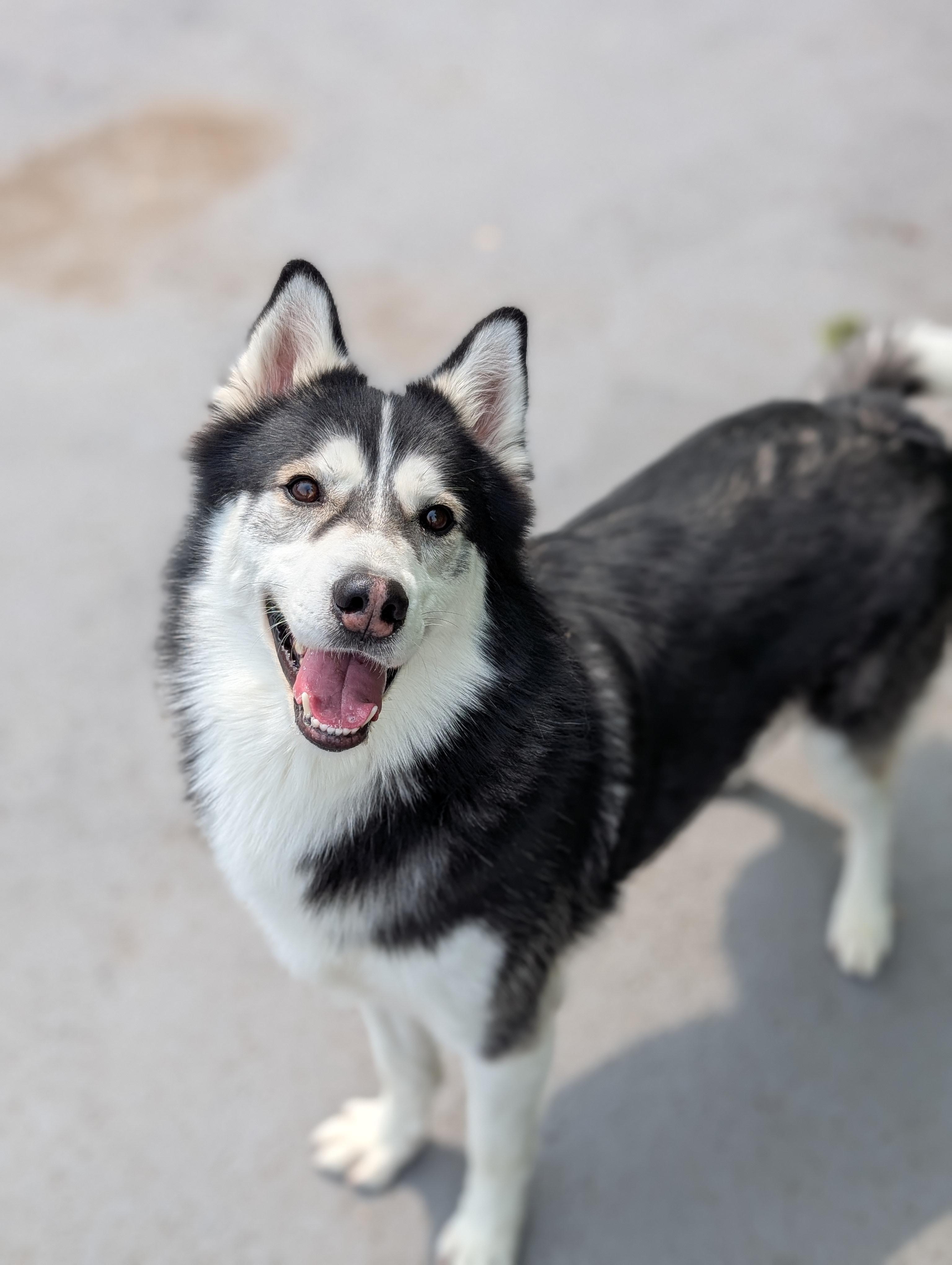 Enlarge Rama, a Adopted mixed breed in Plainfield, NJ image 2/4