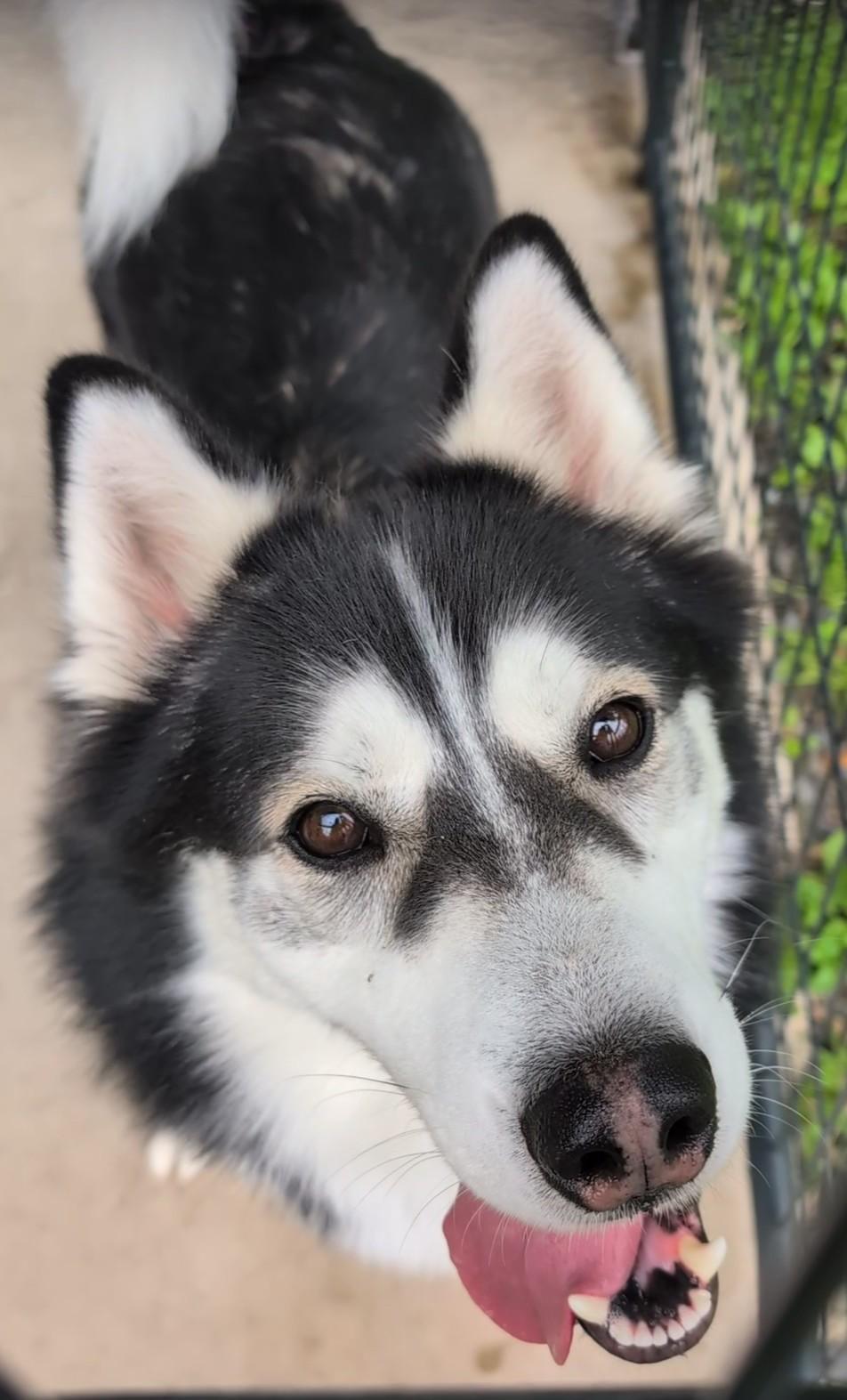 Enlarge Rama, a Adopted mixed breed in Plainfield, NJ image 3/4