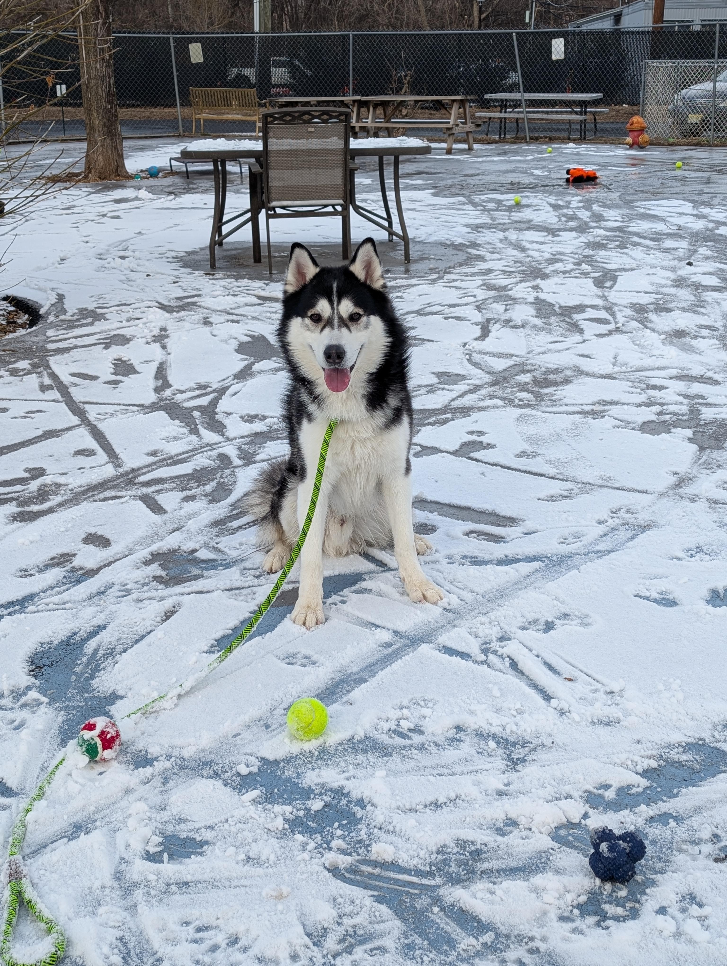 Enlarge Rama, a Adopted mixed breed in Plainfield, NJ image 4/4