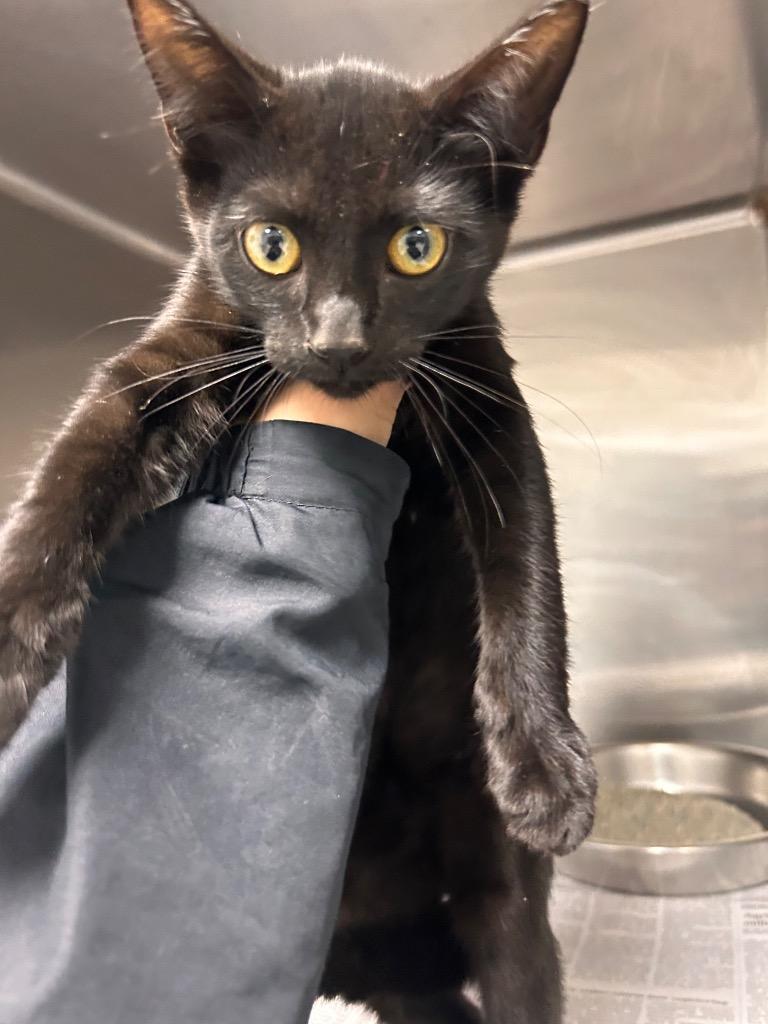 Fishy Wishy, Adopted, Kitten Female Domestic Short Hair.